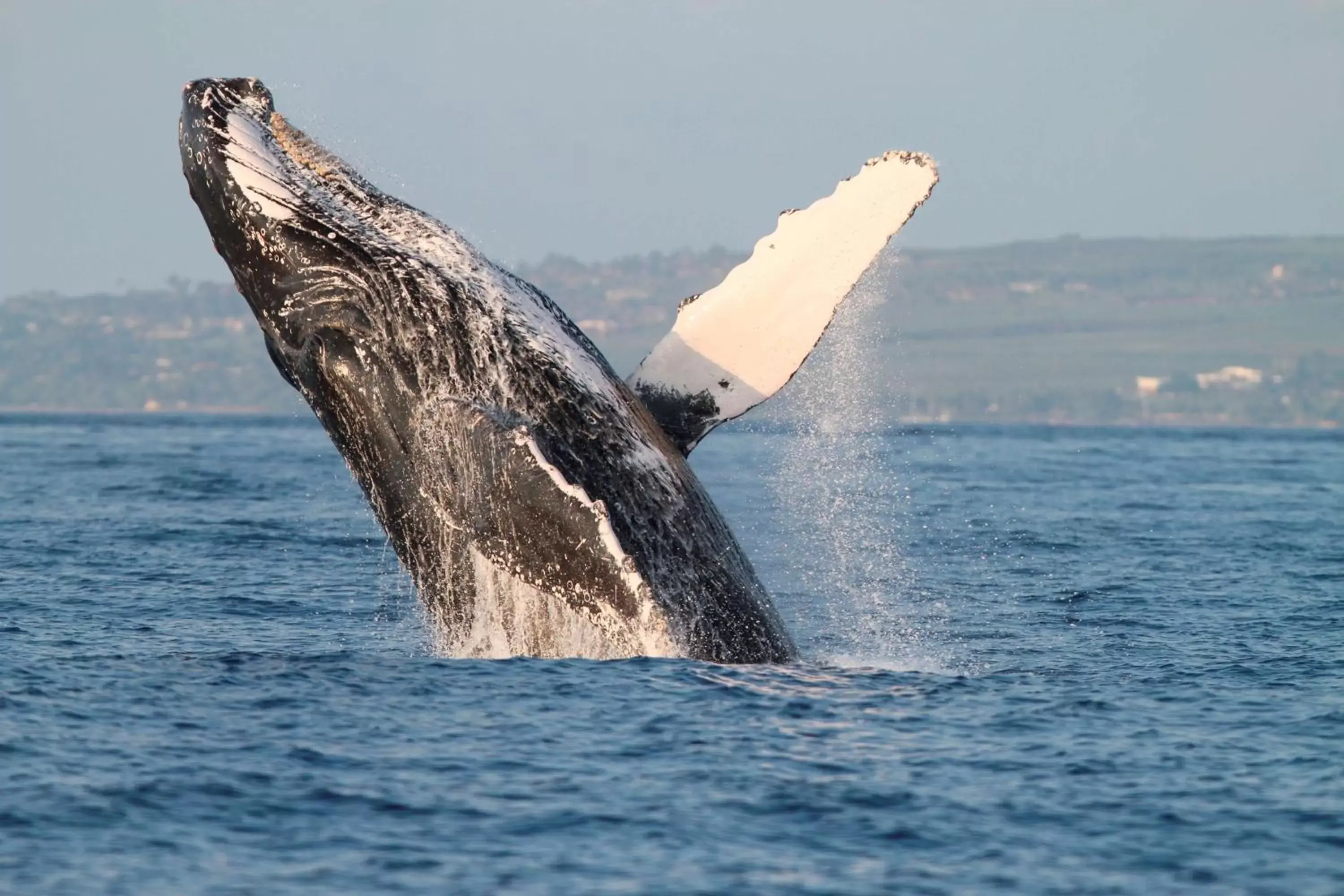 Other Animals in Grand Wailea Resort Hotel & Spa, A Waldorf Astoria Resort