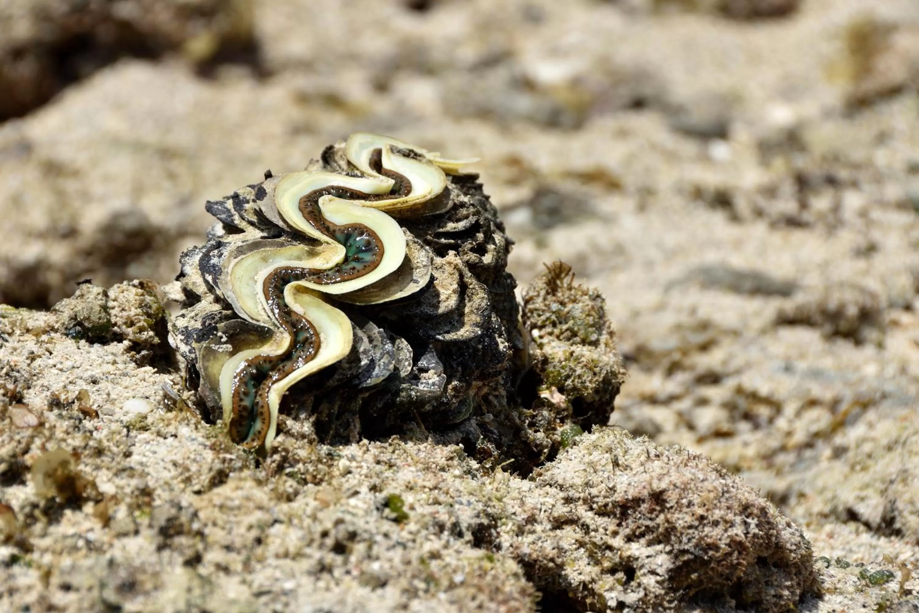 Beach in Bahari Pori Resort
