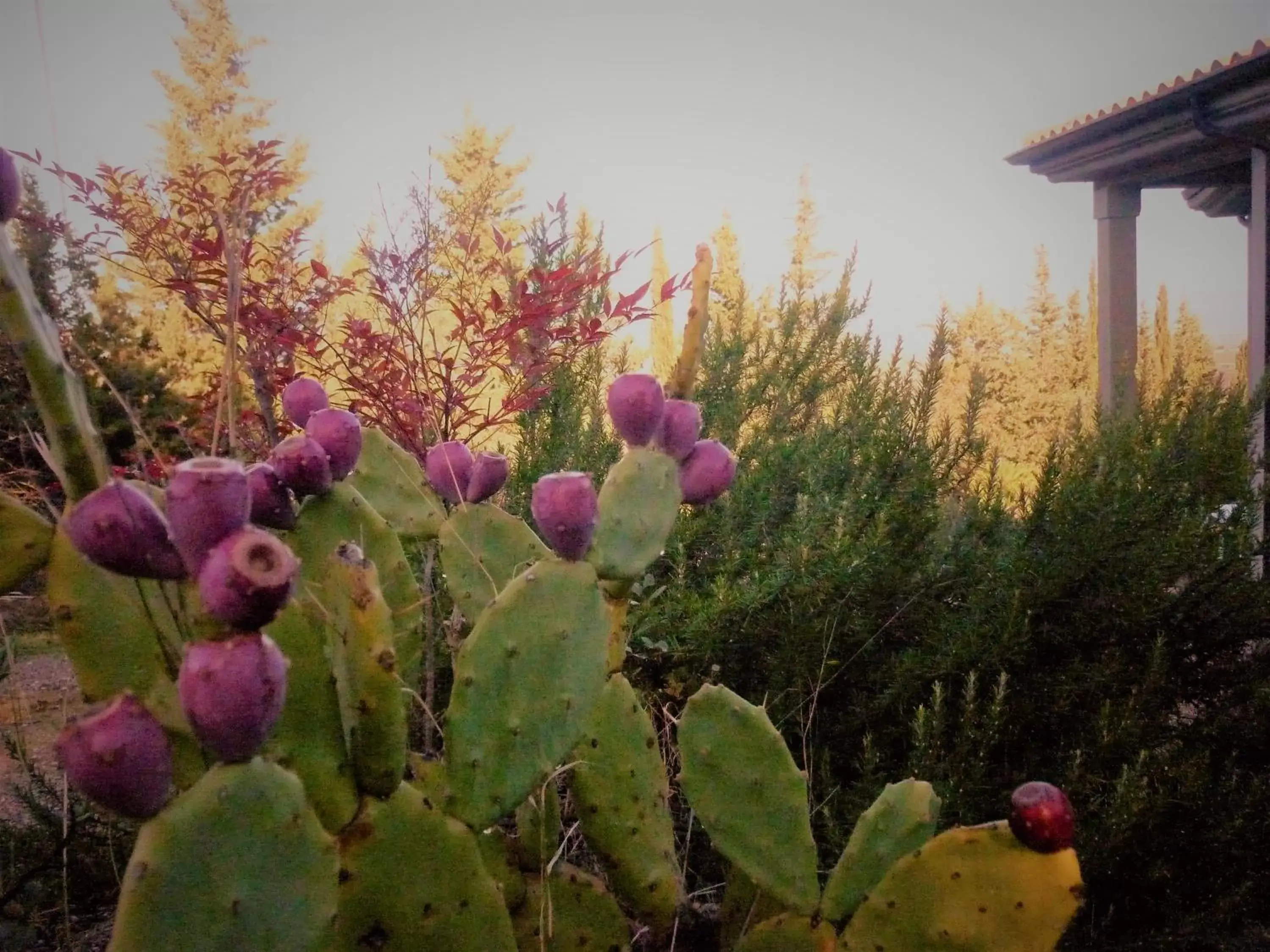 Garden view, Garden in Casa d' Artista B&B