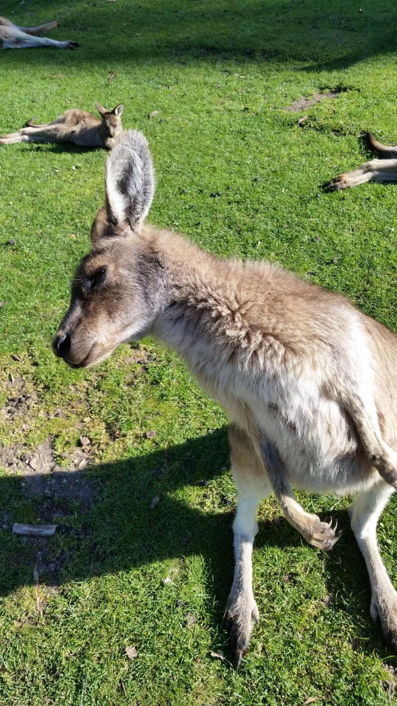 Day, Other Animals in Ningaloo Lodge Exmouth