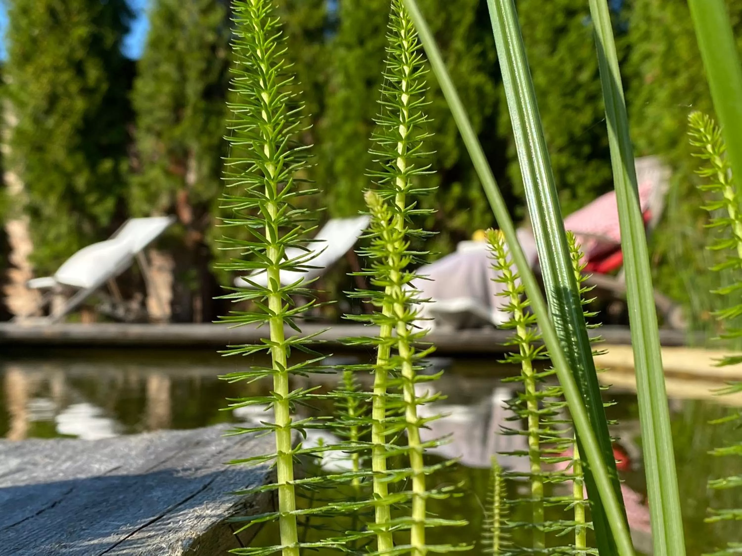 Balcony/Terrace, Other Animals in Weißt Du noch - Gästehäuser & Suiten