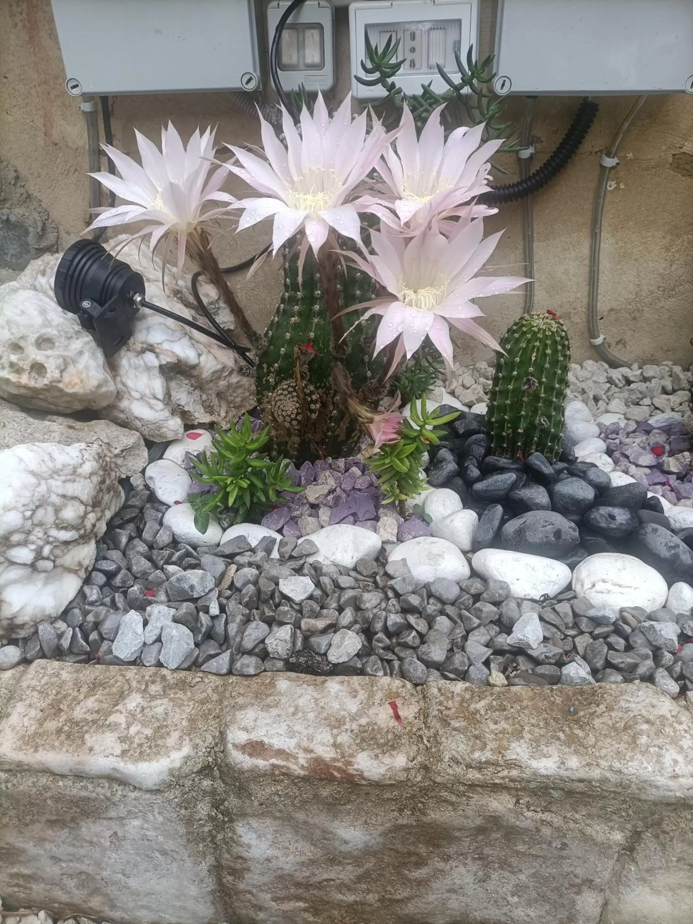 Garden in La Casa In Pietra