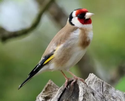 Brambles Bed and Breakfast