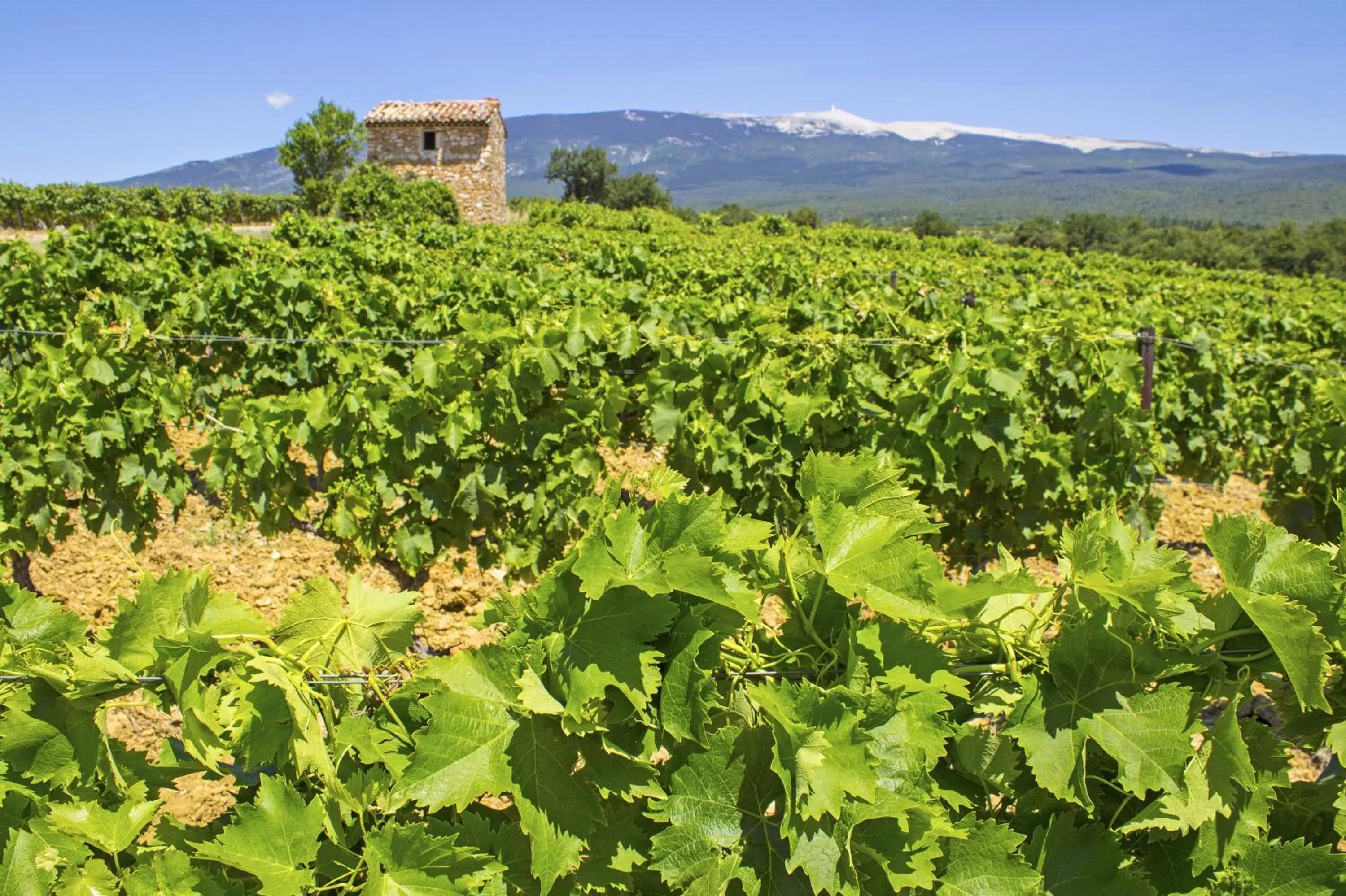 Activities in Le Mas Terre des Anges