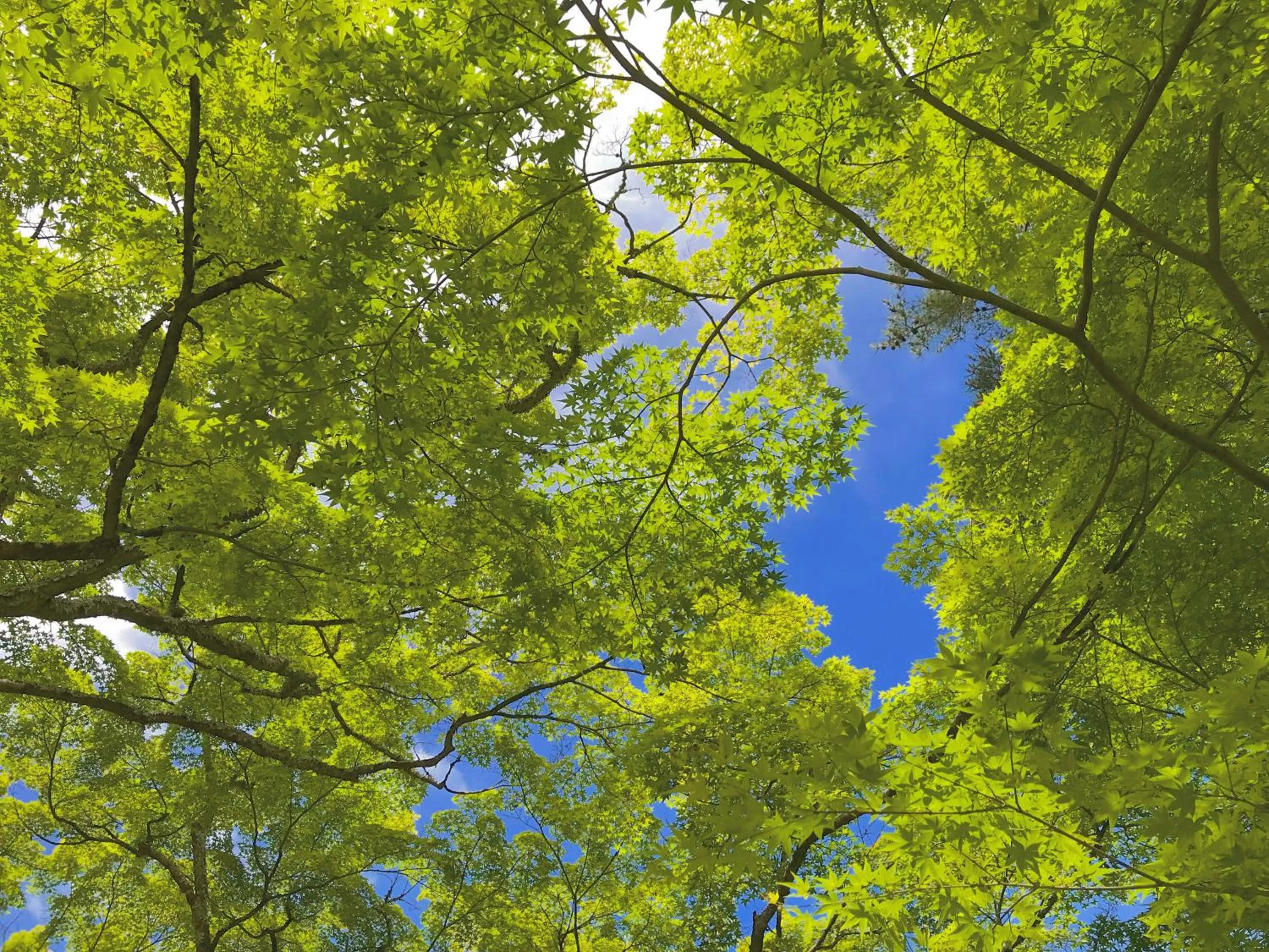 Coffee/tea facilities in Kyoto Nanzenji Ryokan Yachiyo Established in 1915