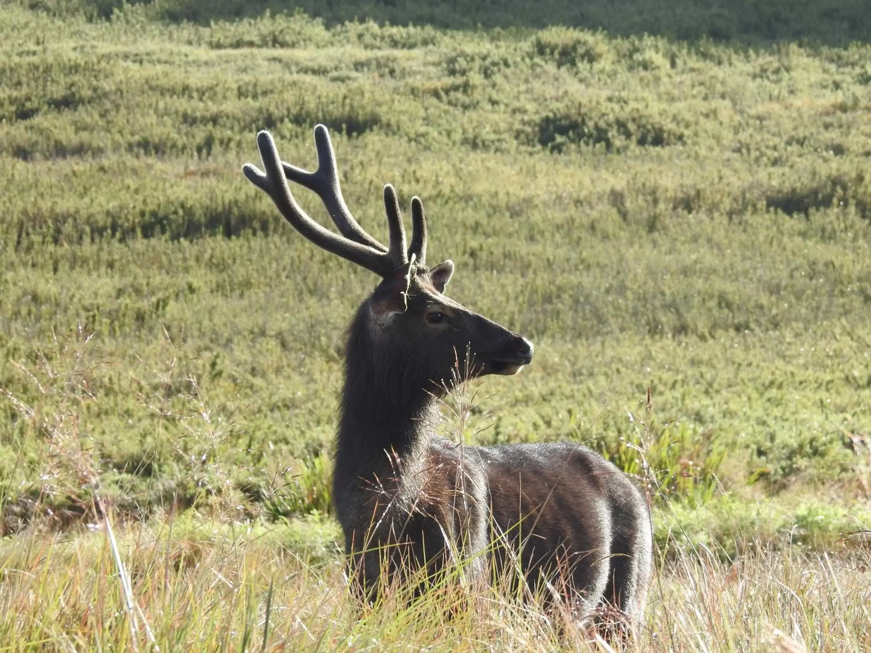 Natural landscape, Other Animals in The Grand Hotel - Heritage Grand