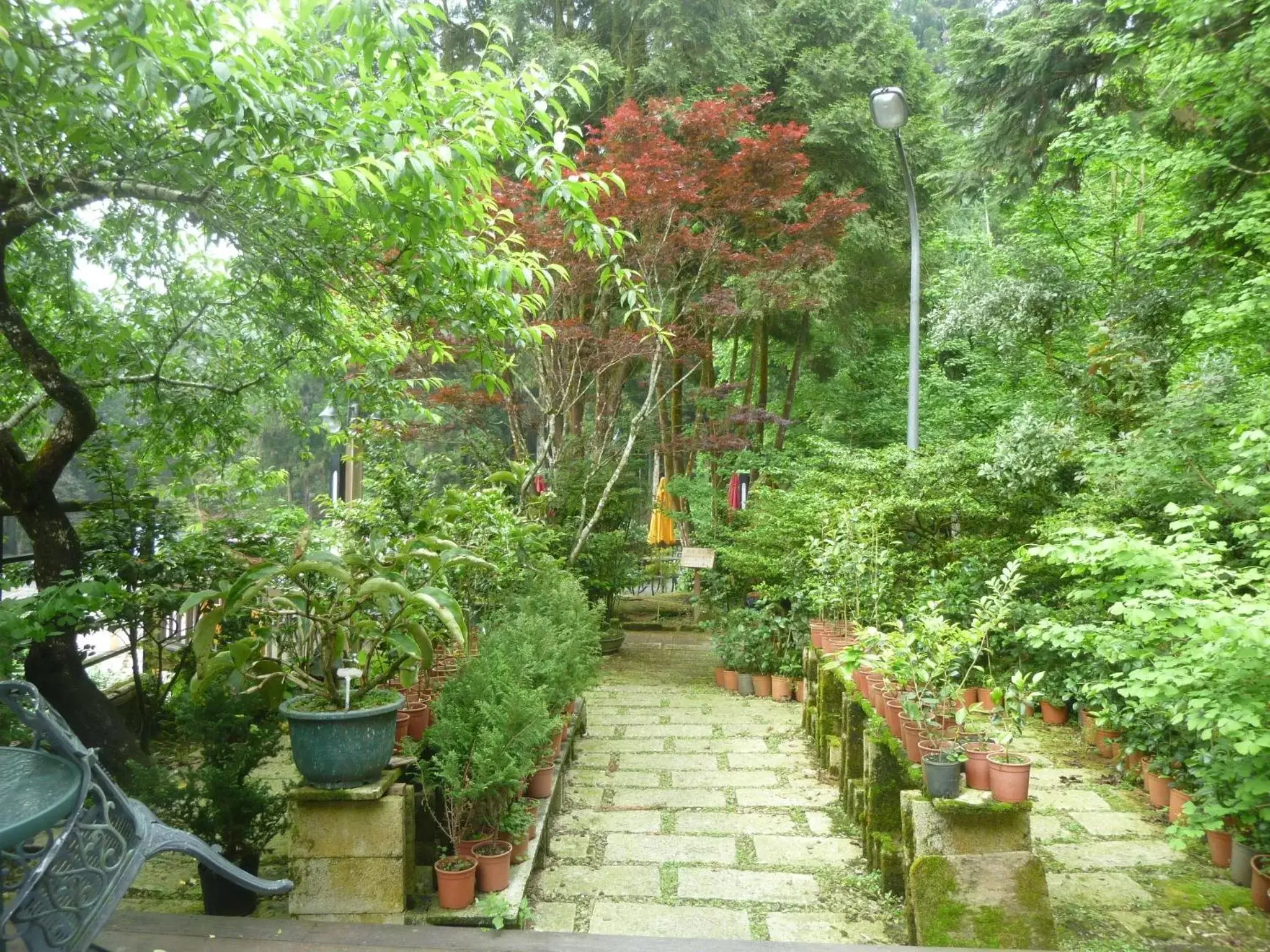 Natural landscape in Ginkgo Hotel