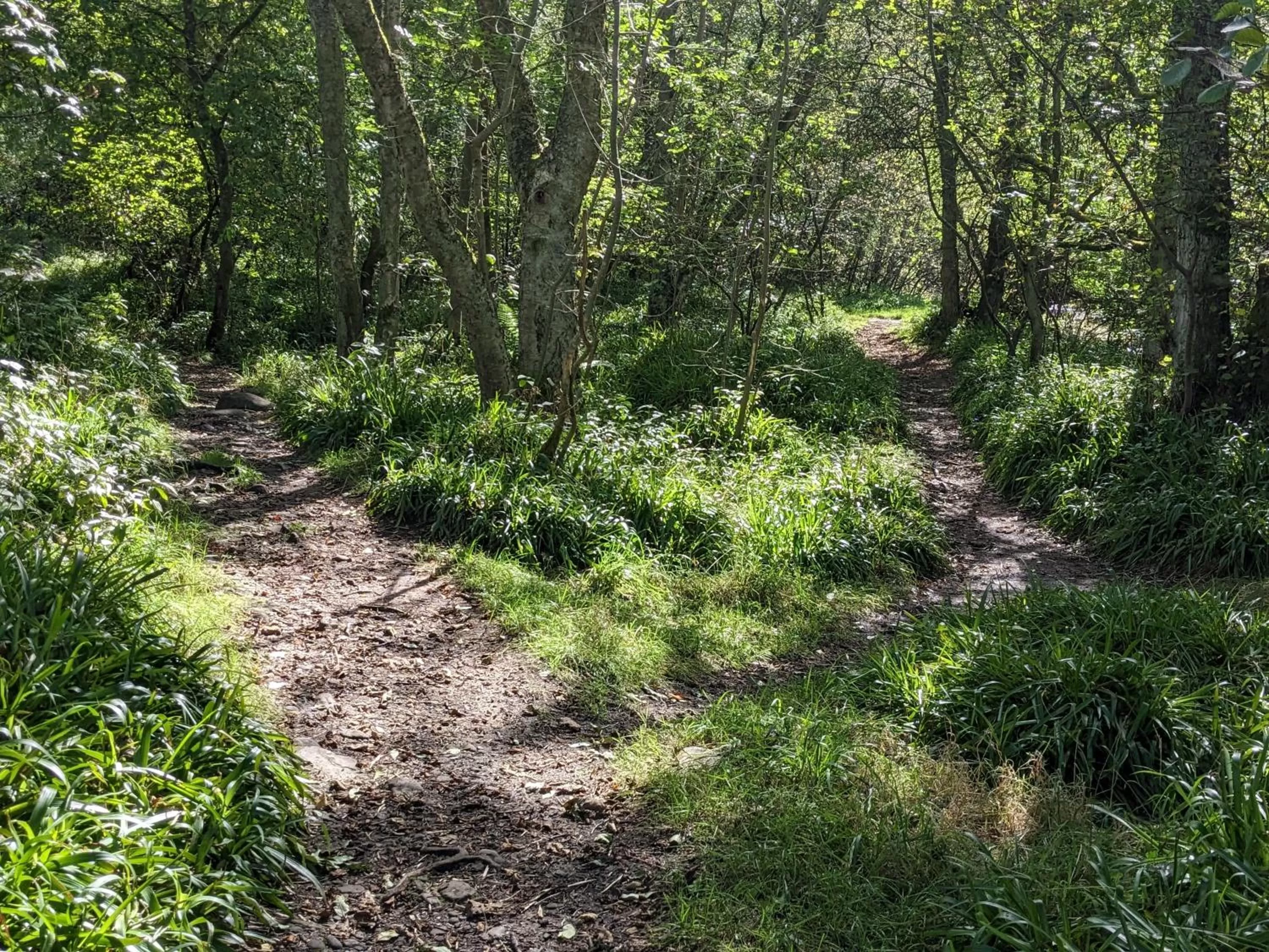 Garden in Thornley House