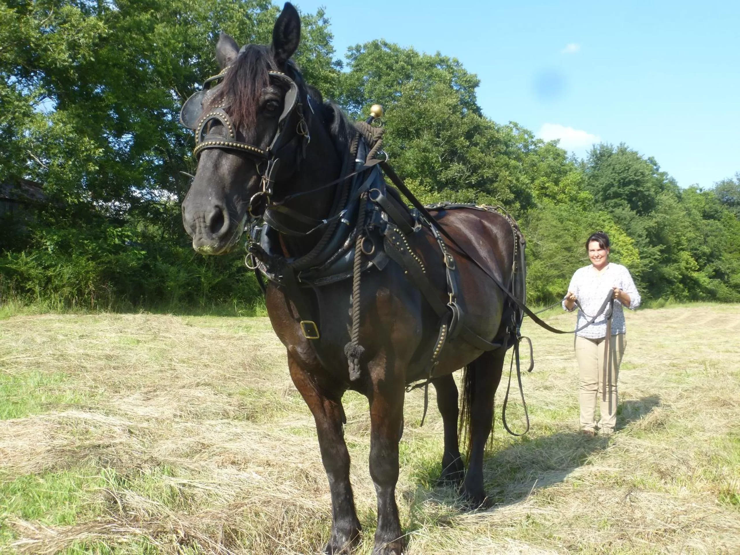 Animals in Mulberry Lavender Farm and B&B