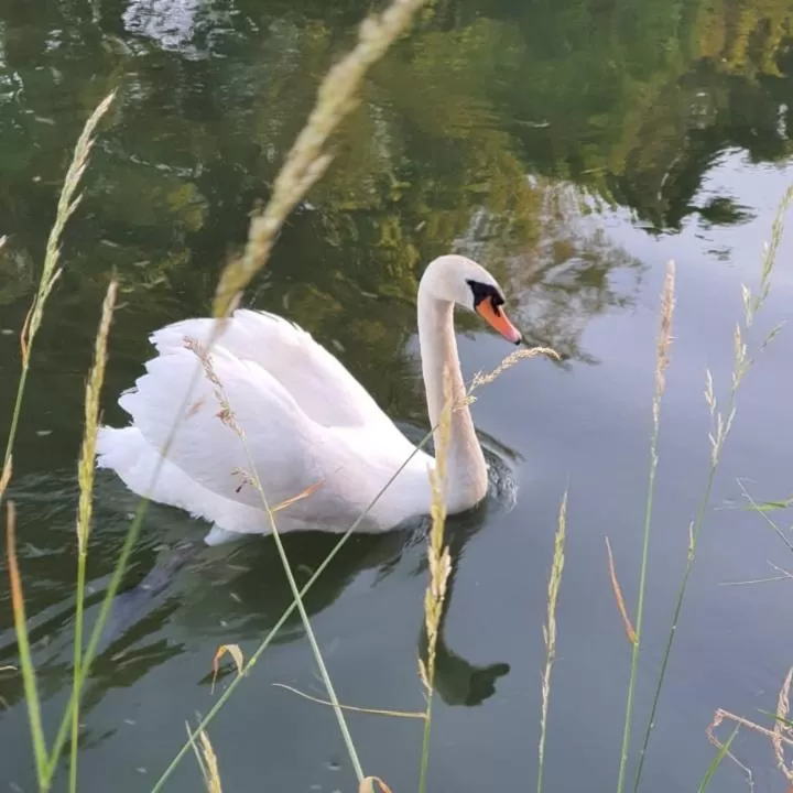 Other Animals in De Vliegende Vlinder