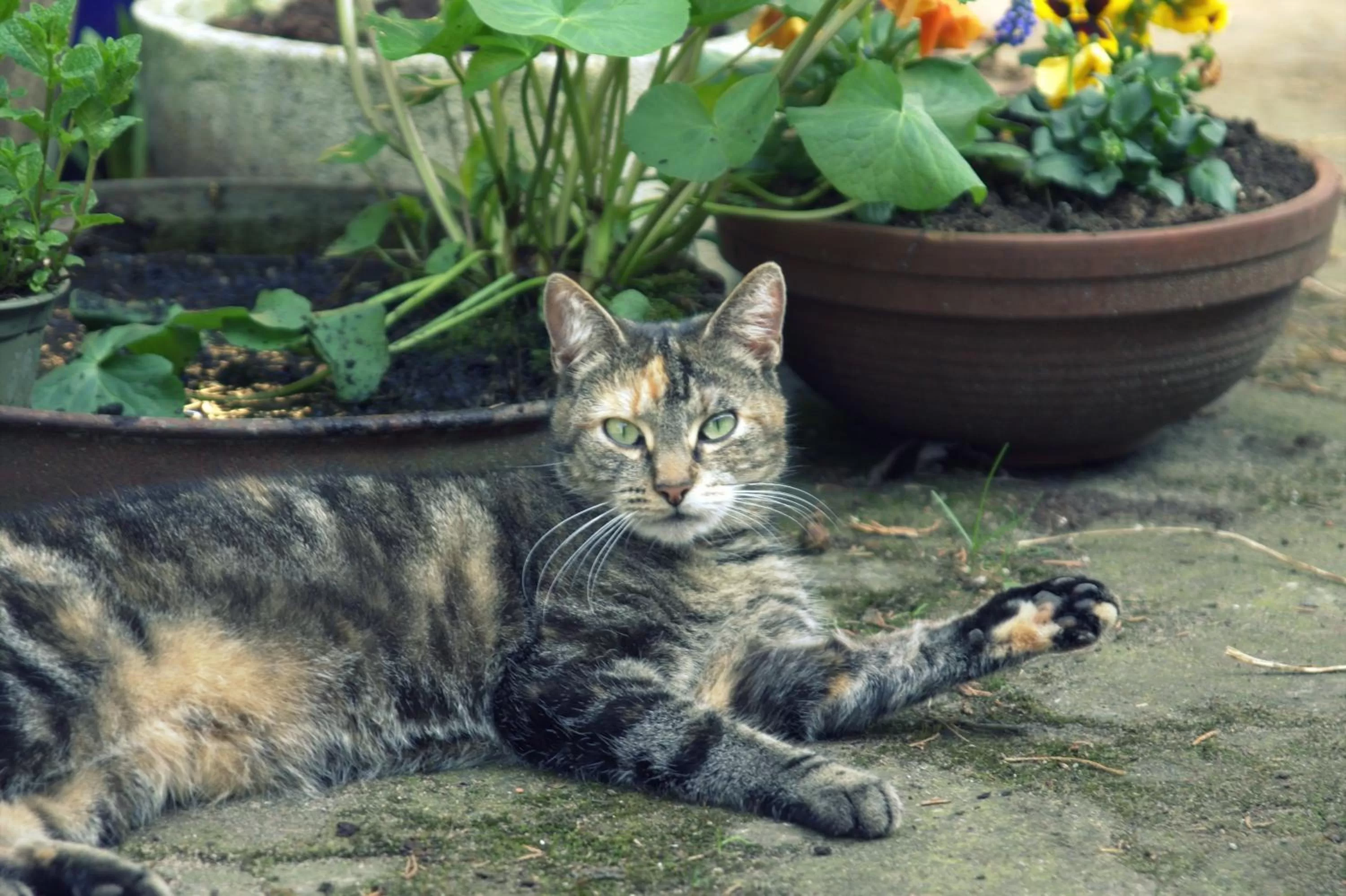 Animals in B&B van Beijden