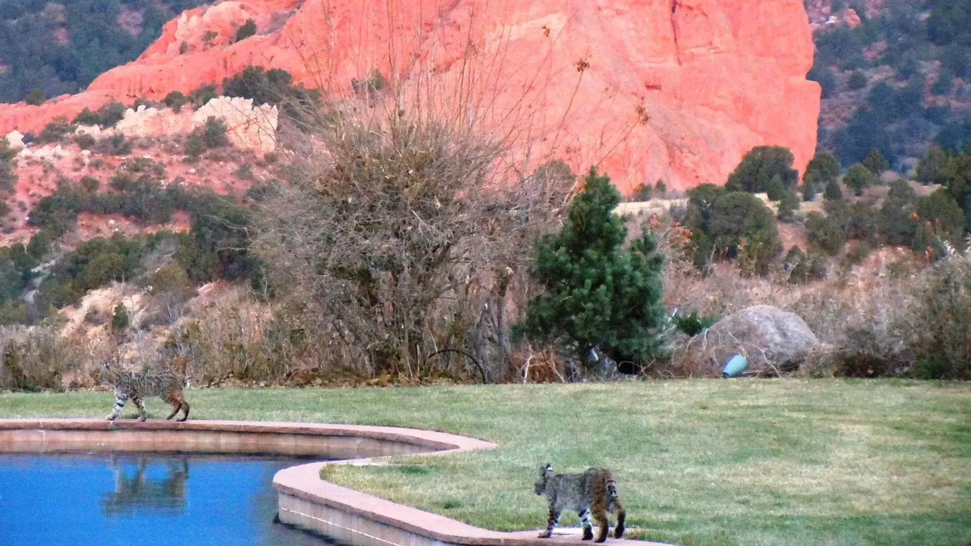 Other, Swimming Pool in Garden of the Gods Club & Resort