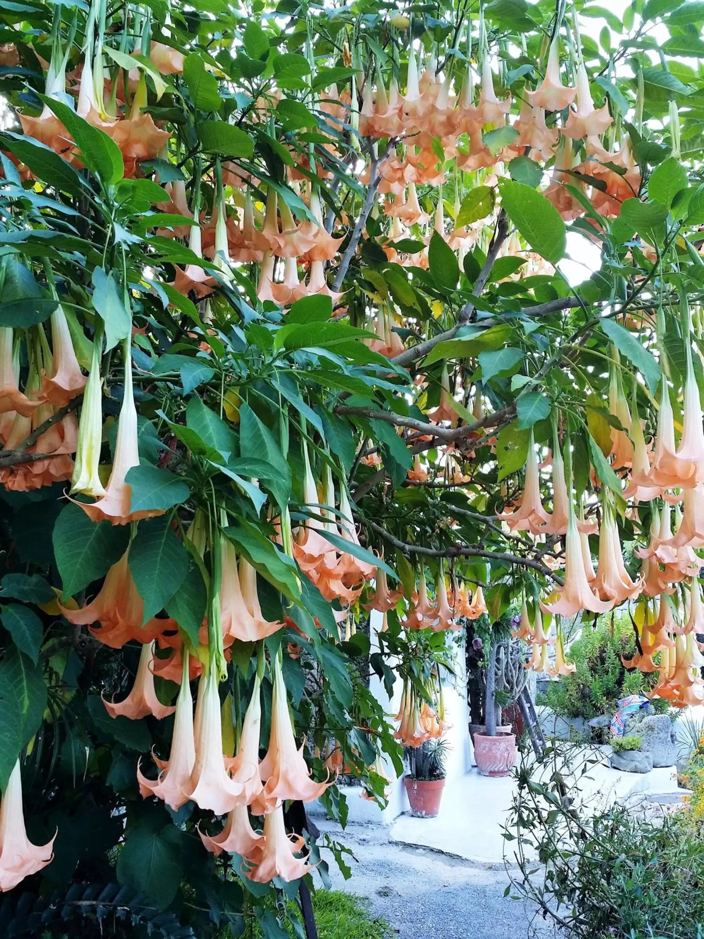 Garden in Villa Ravino Aparthotel