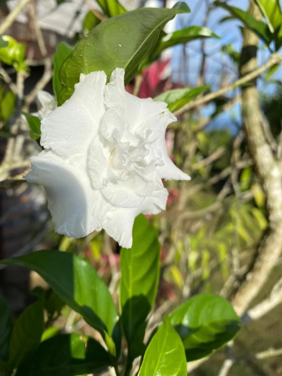 Villa Cajou chambres d'hôtes chez l'habitant et Zanzibar cottage