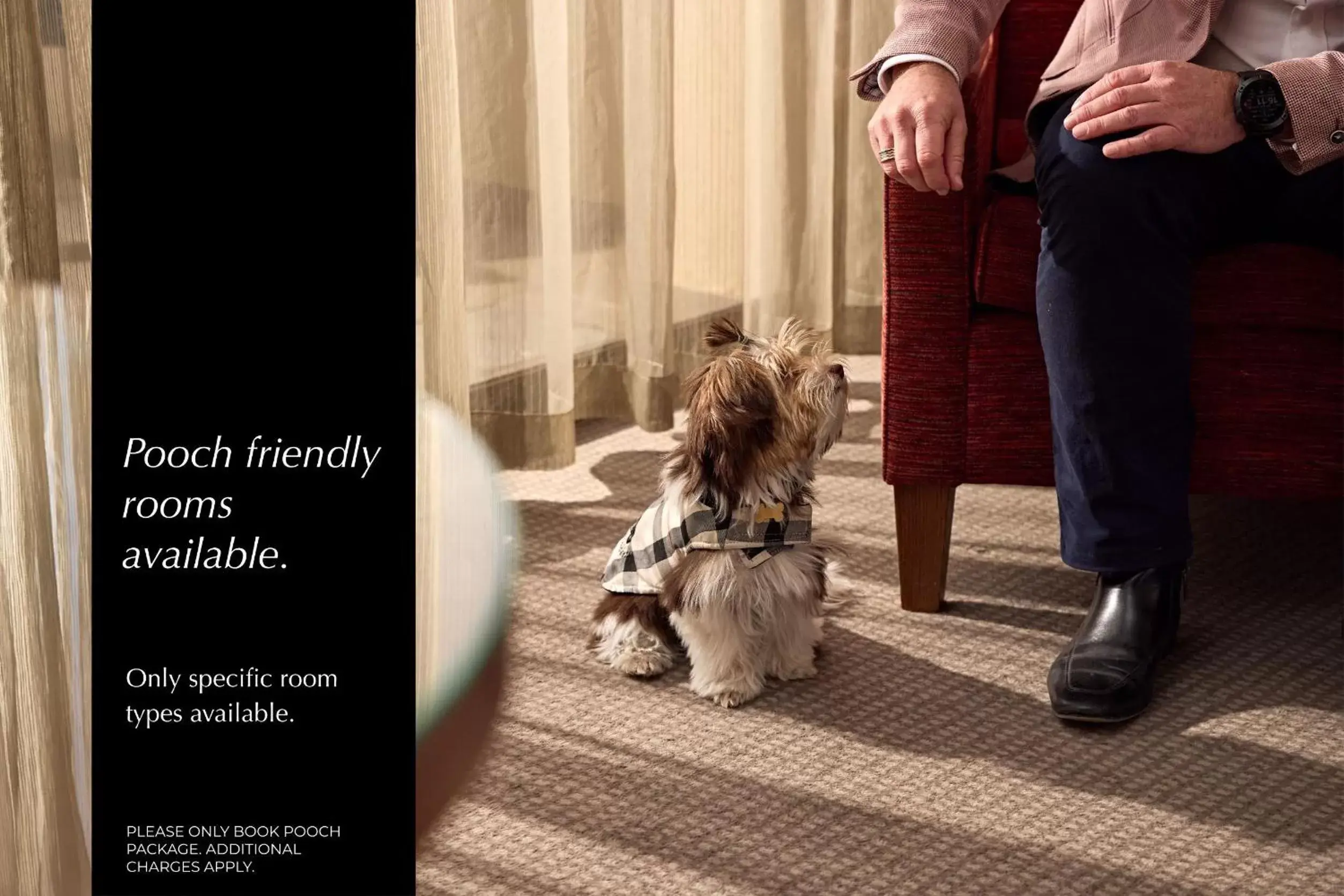 Pets in View Sydney Pets in View Sydney