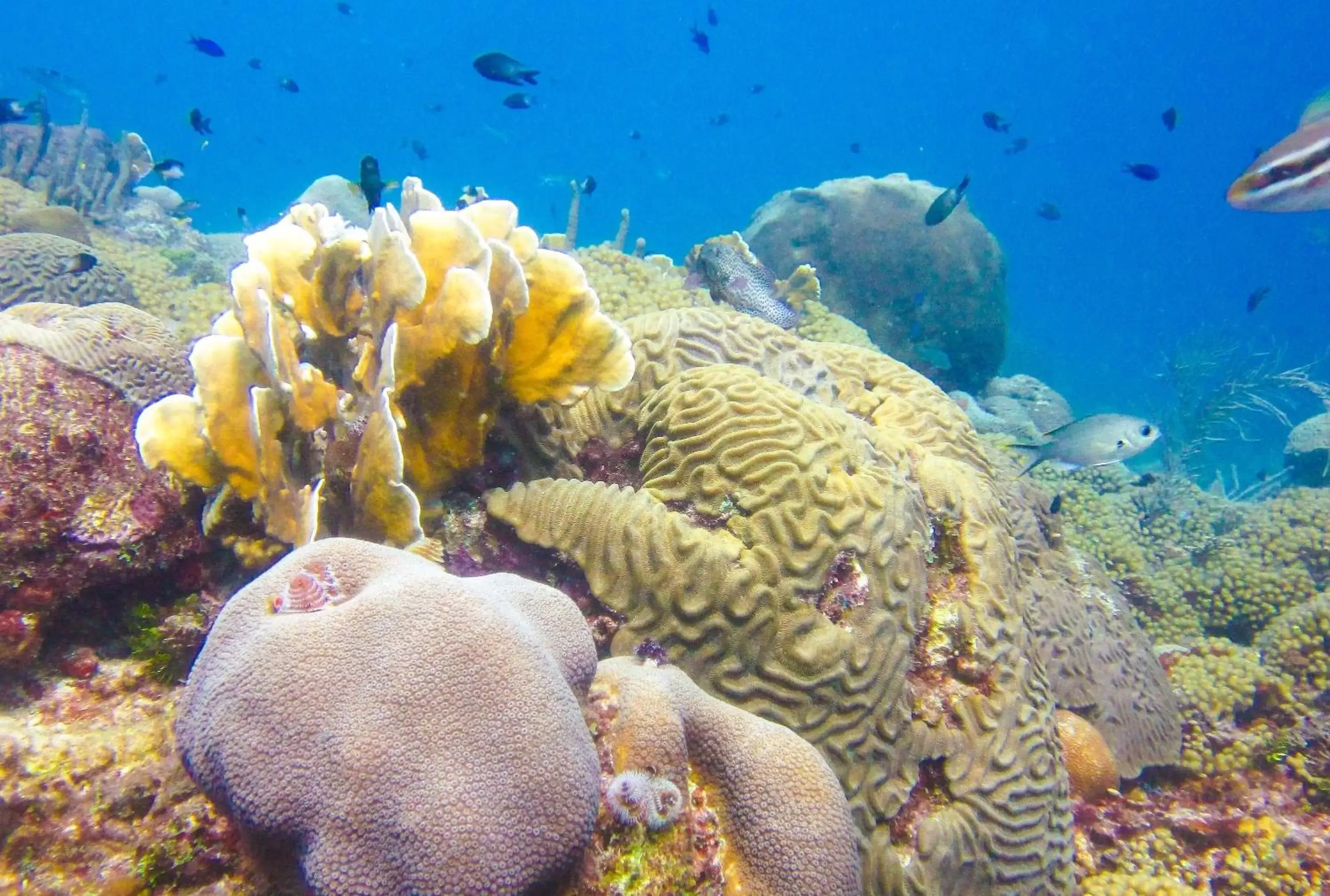 Snorkeling, Other Animals in Curacao Avila Beach Hotel