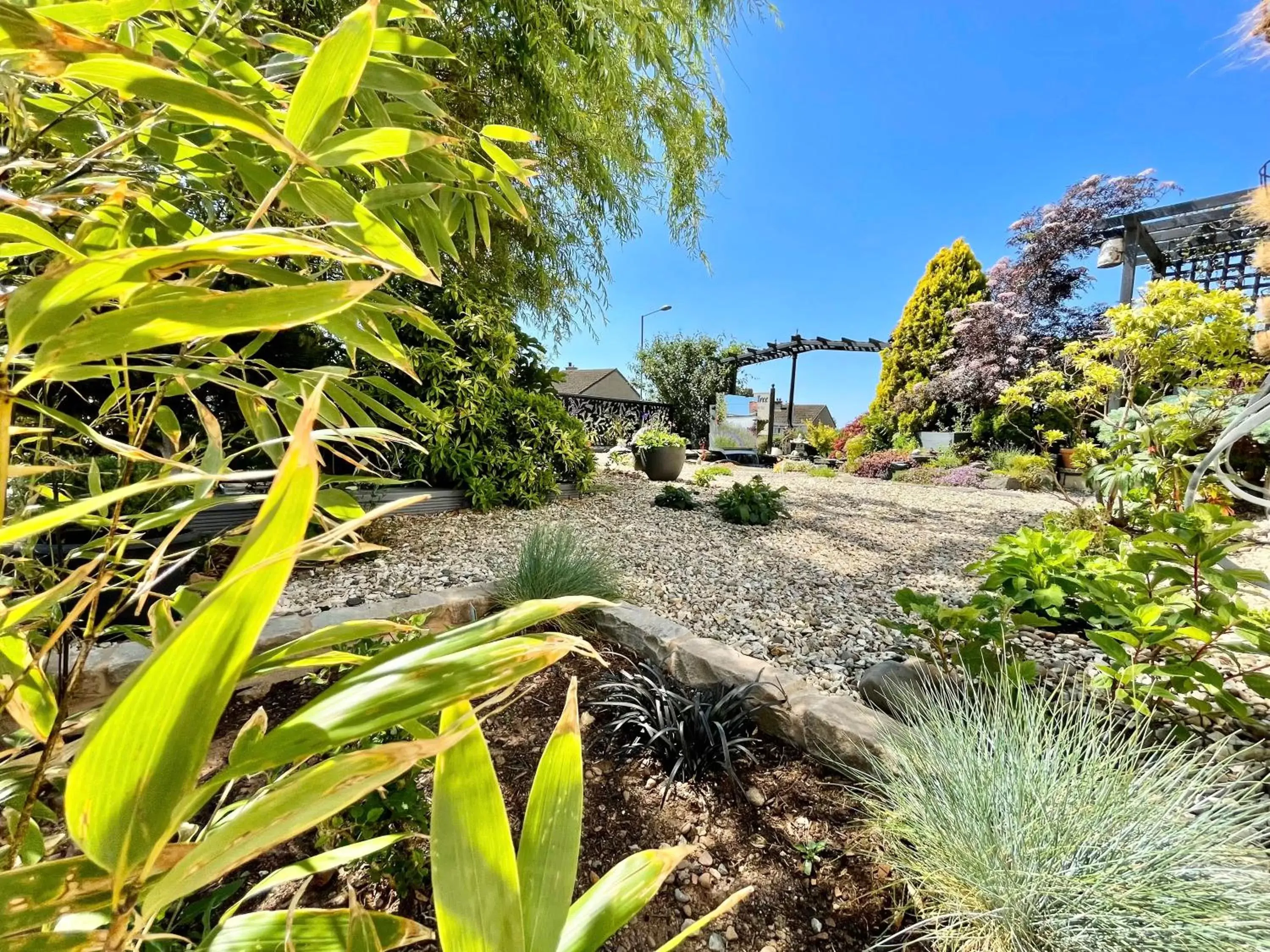 Garden in Bojangles Guest House