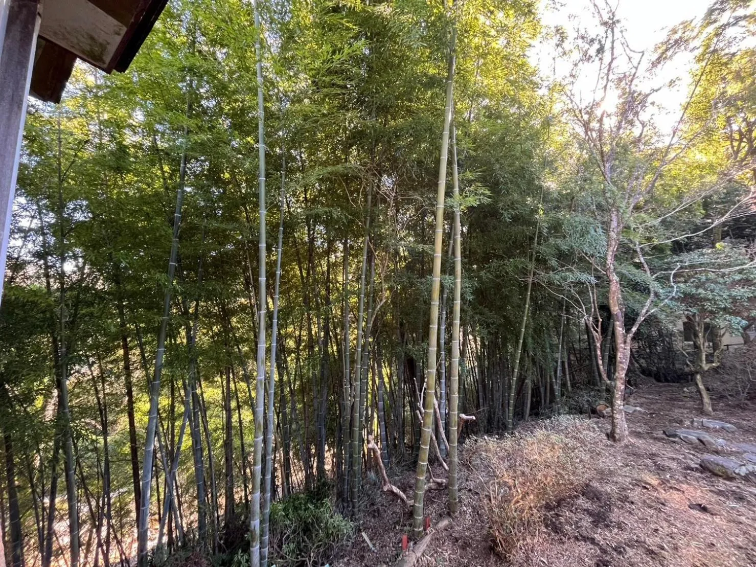 Day in Fuji-Hakone Guest House