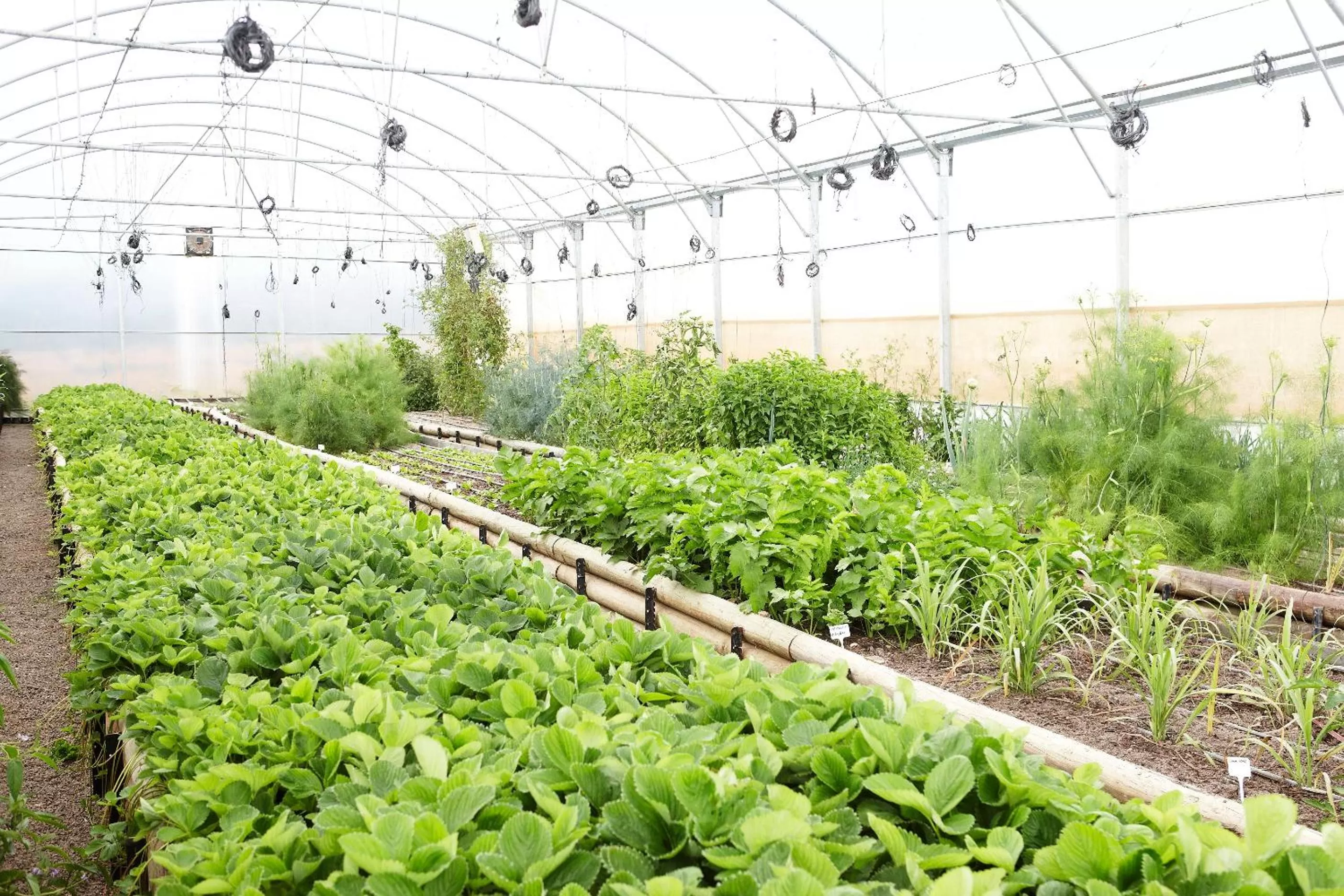 Spring in Delaire Graff Lodges and Spa