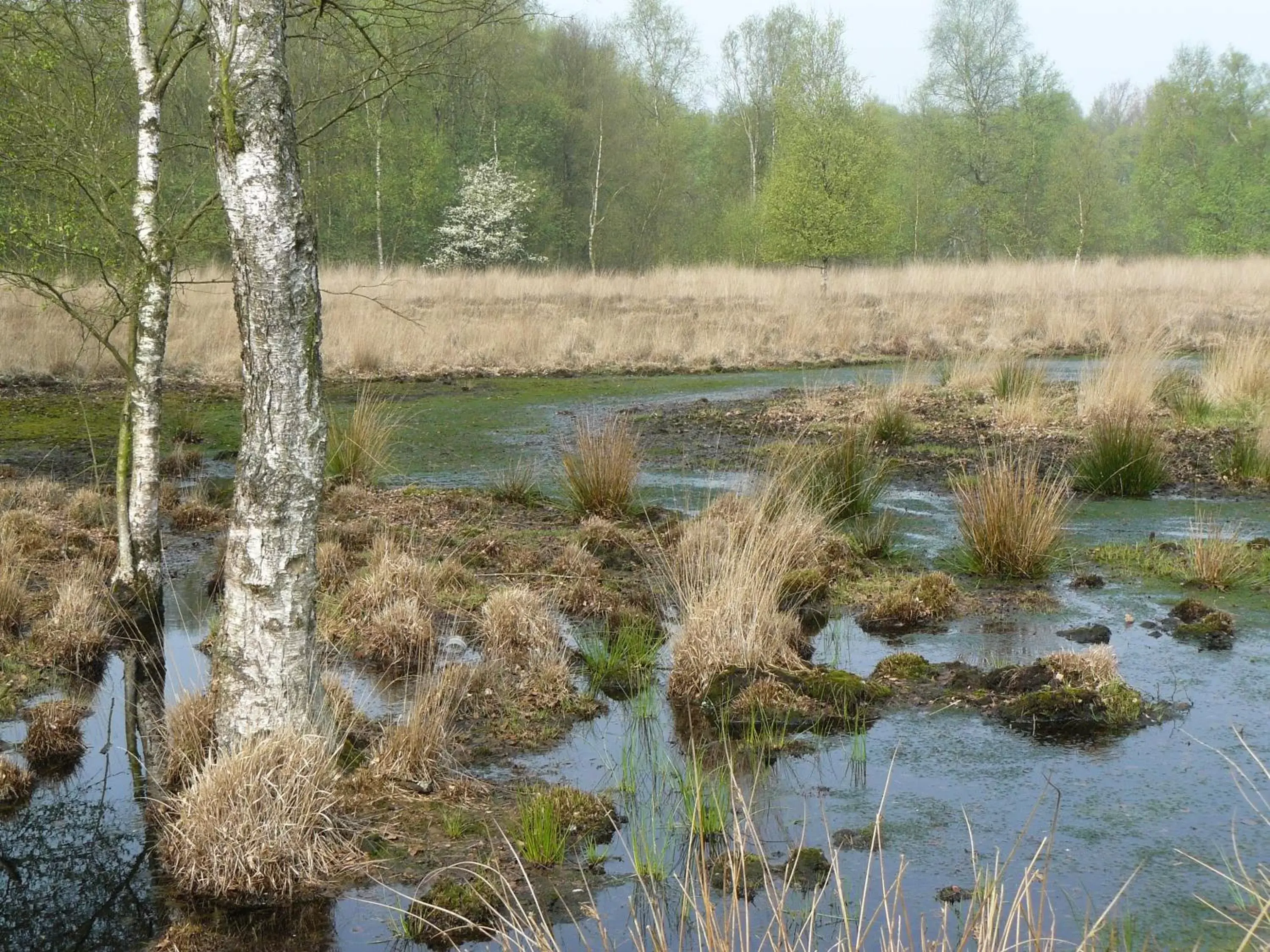 Other in Stichting Veenloopcentrum Weiteveen