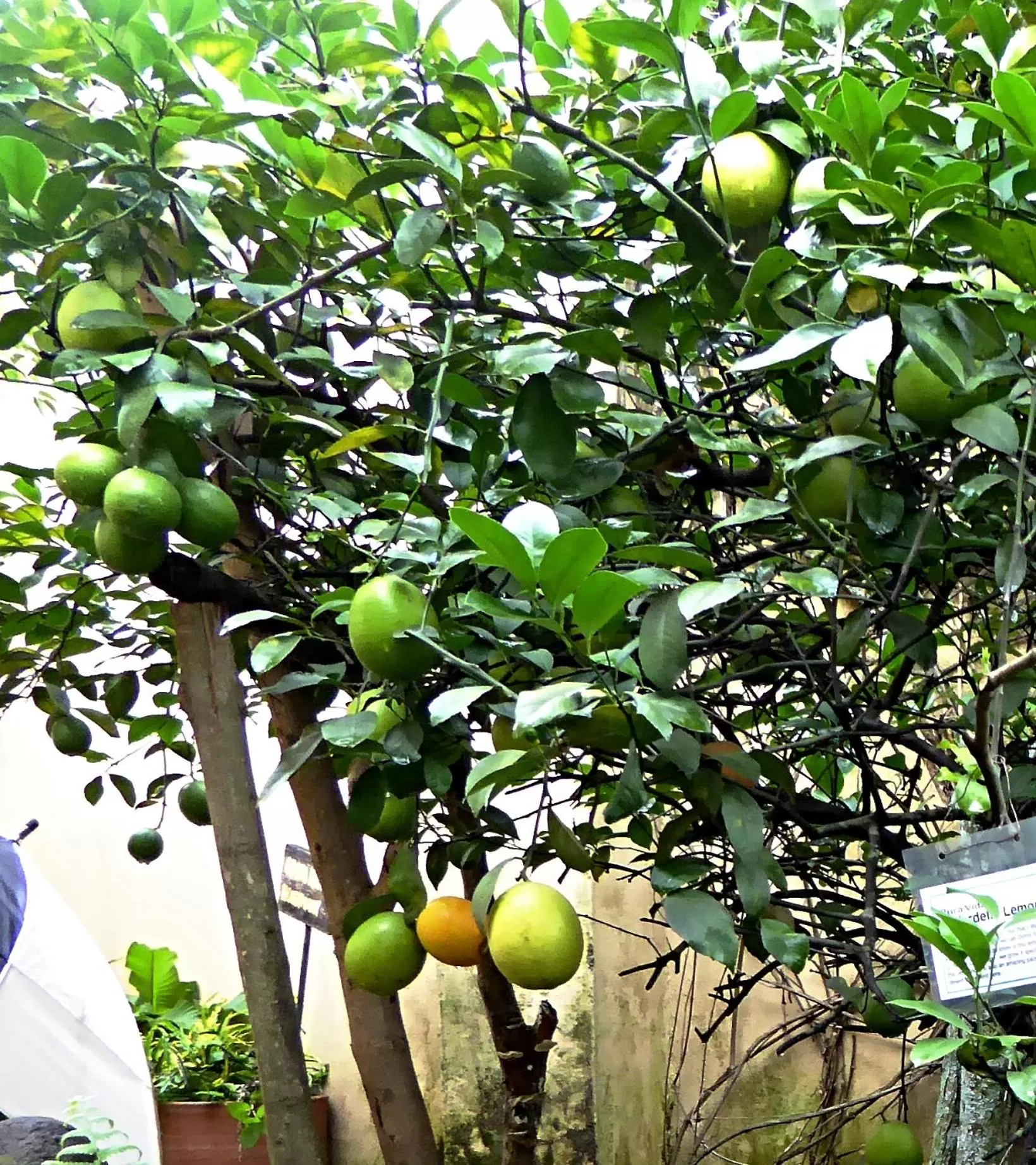 Food in Pura Vida Hotel