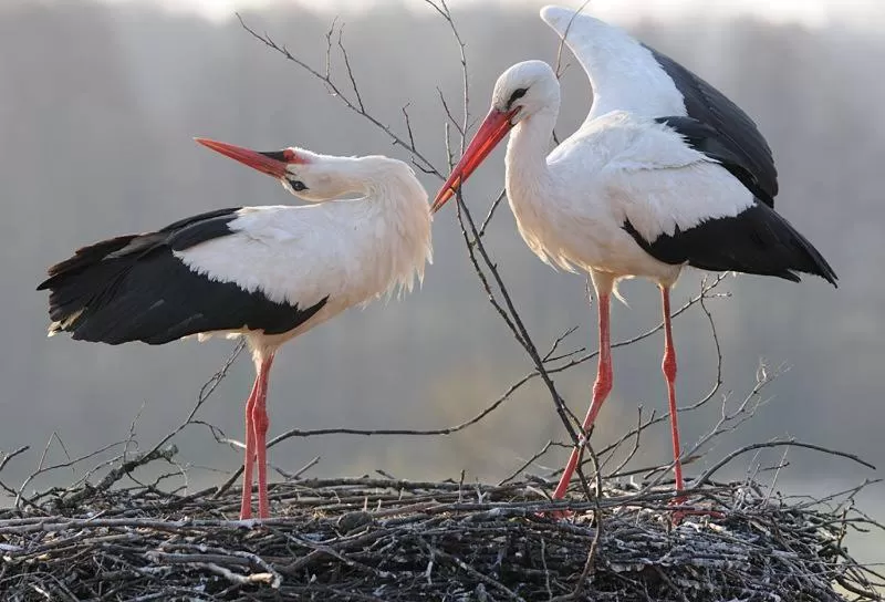 Animals in Zajazd Eljan-Centrum Noclegowe