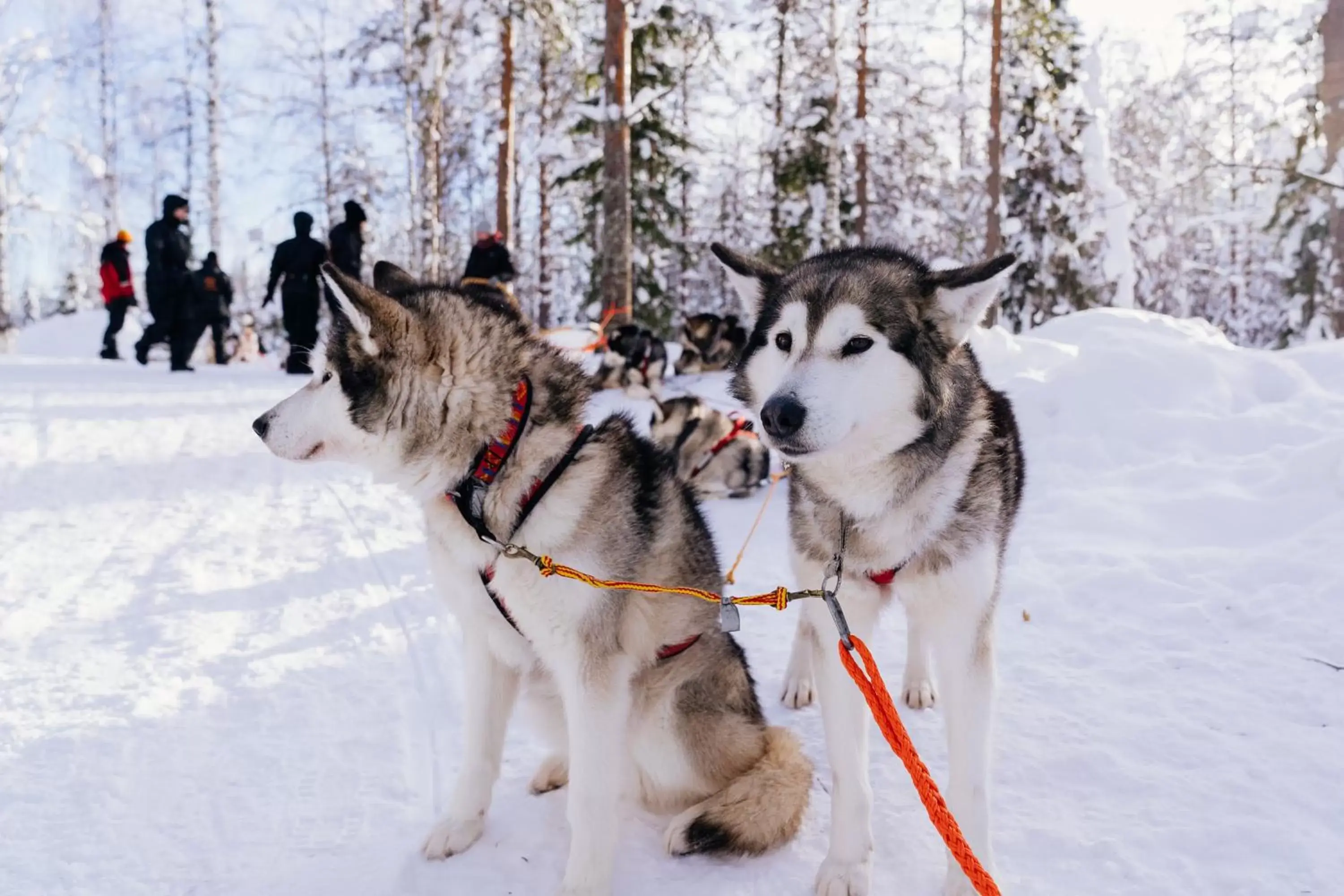 Day, Pets in Apukka Resort