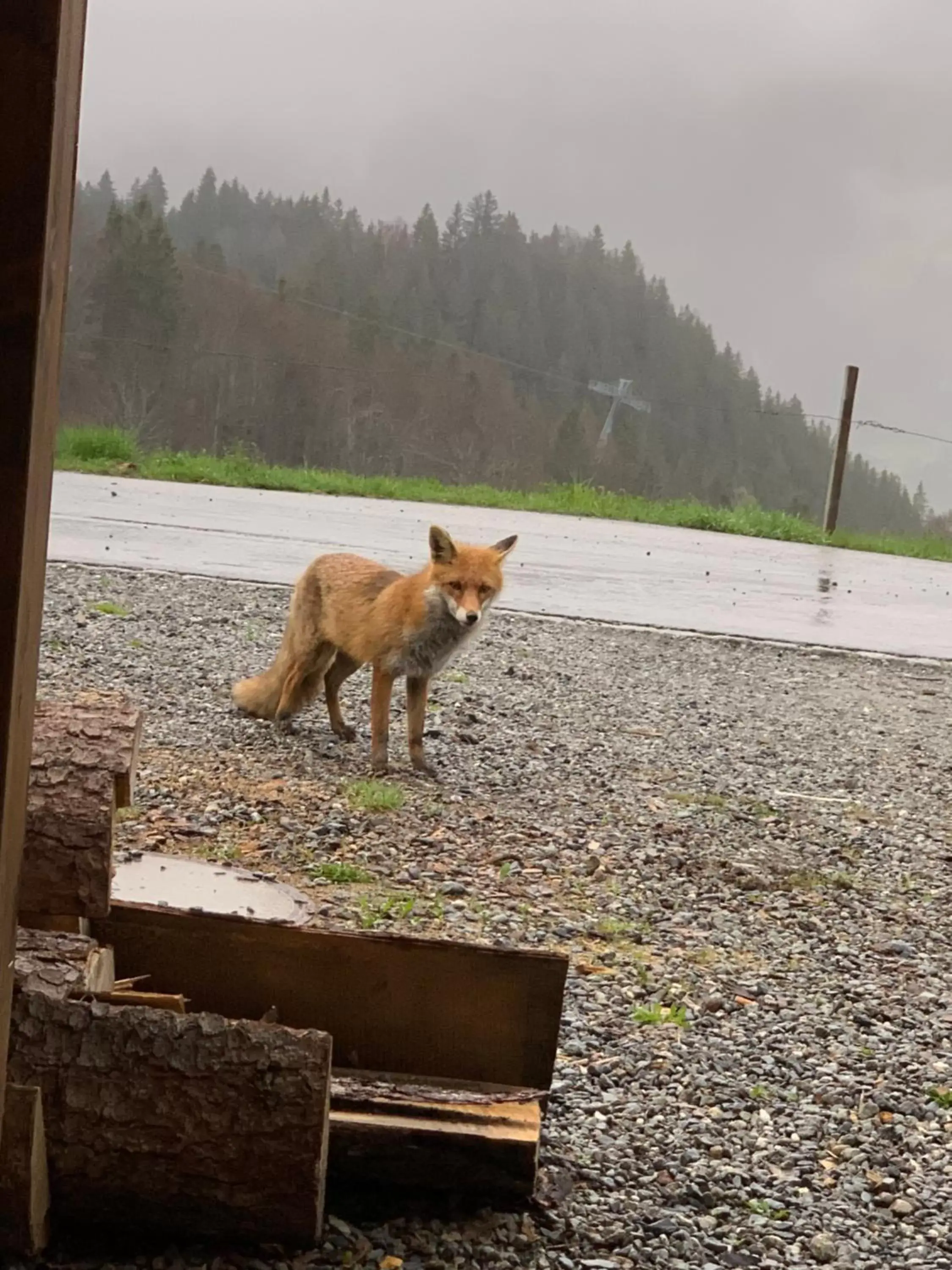 Pets in Jägerstübli Grindelwald