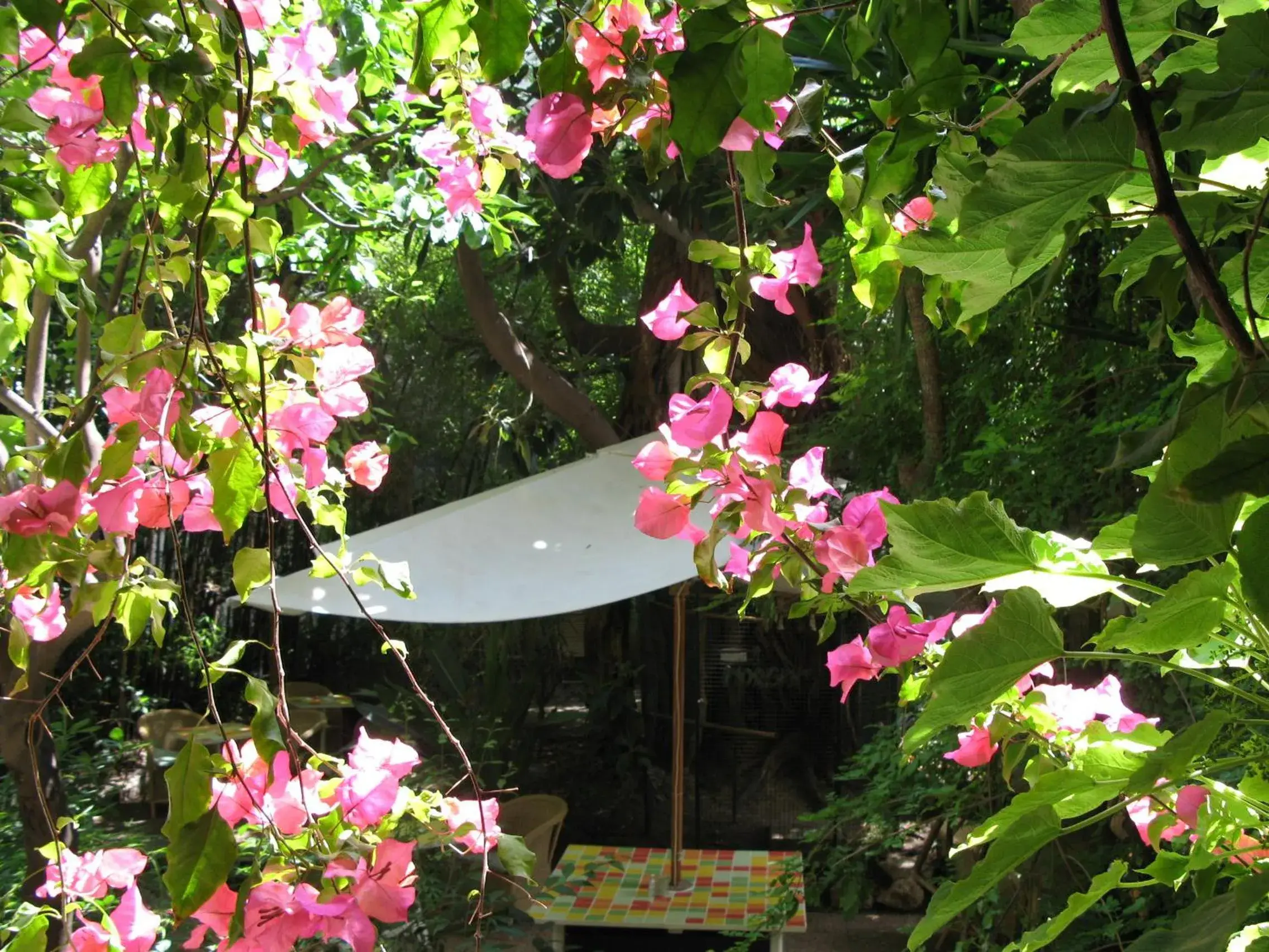 Garden in Le Windsor, Jungle Art Hotel