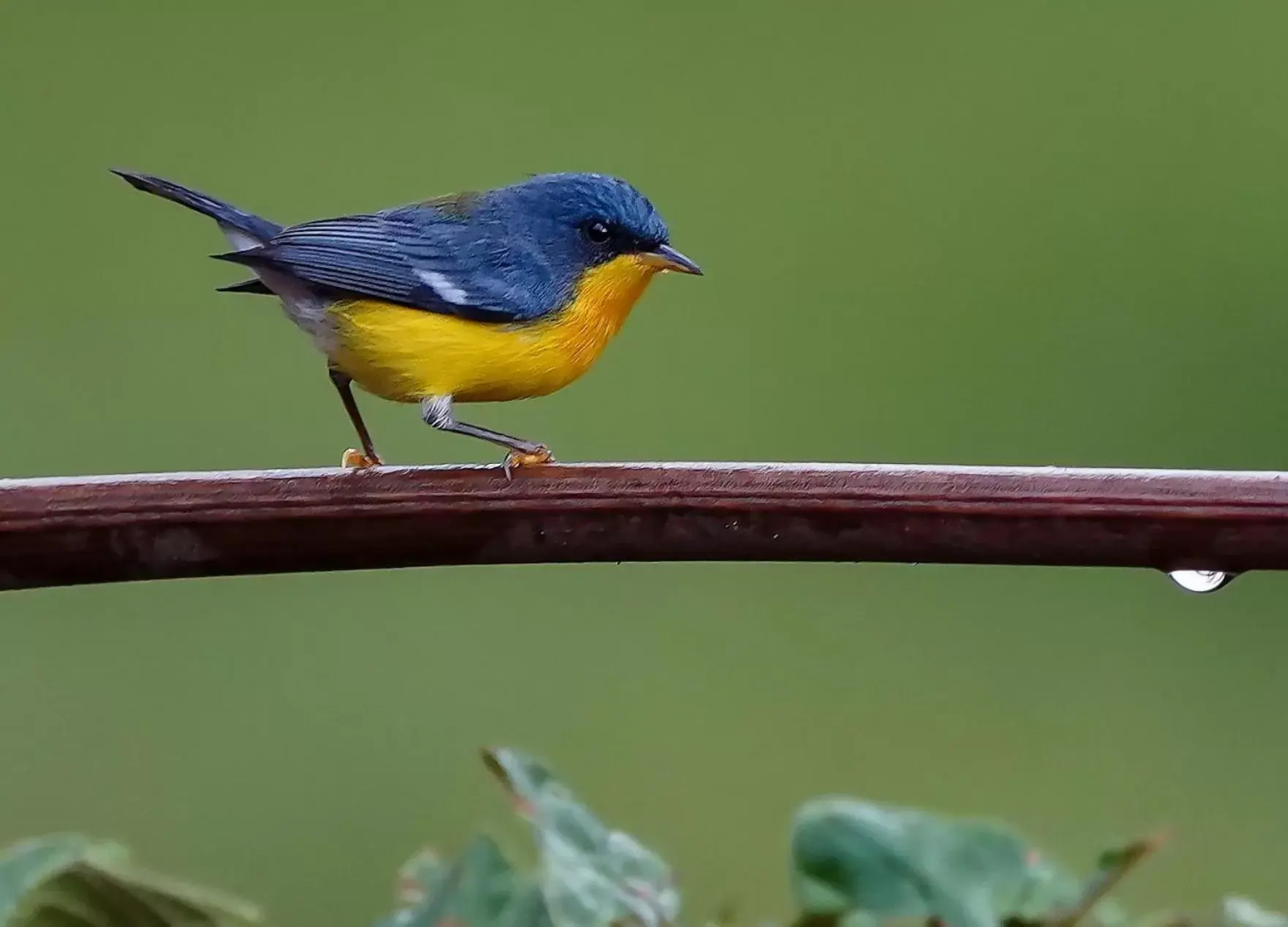 Garden, Other Animals in Arte de Plumas birding lodge