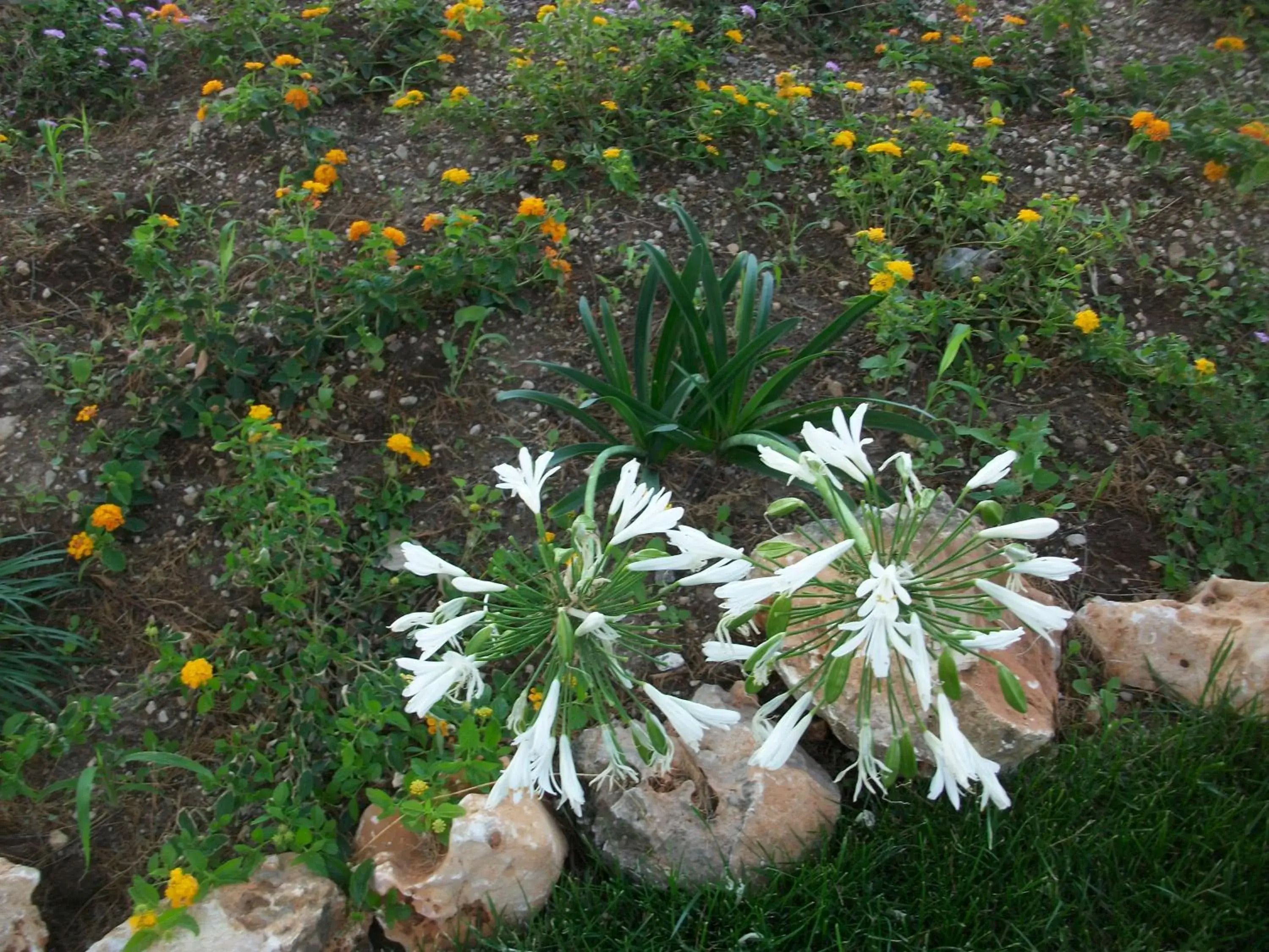 Garden in Il faletto