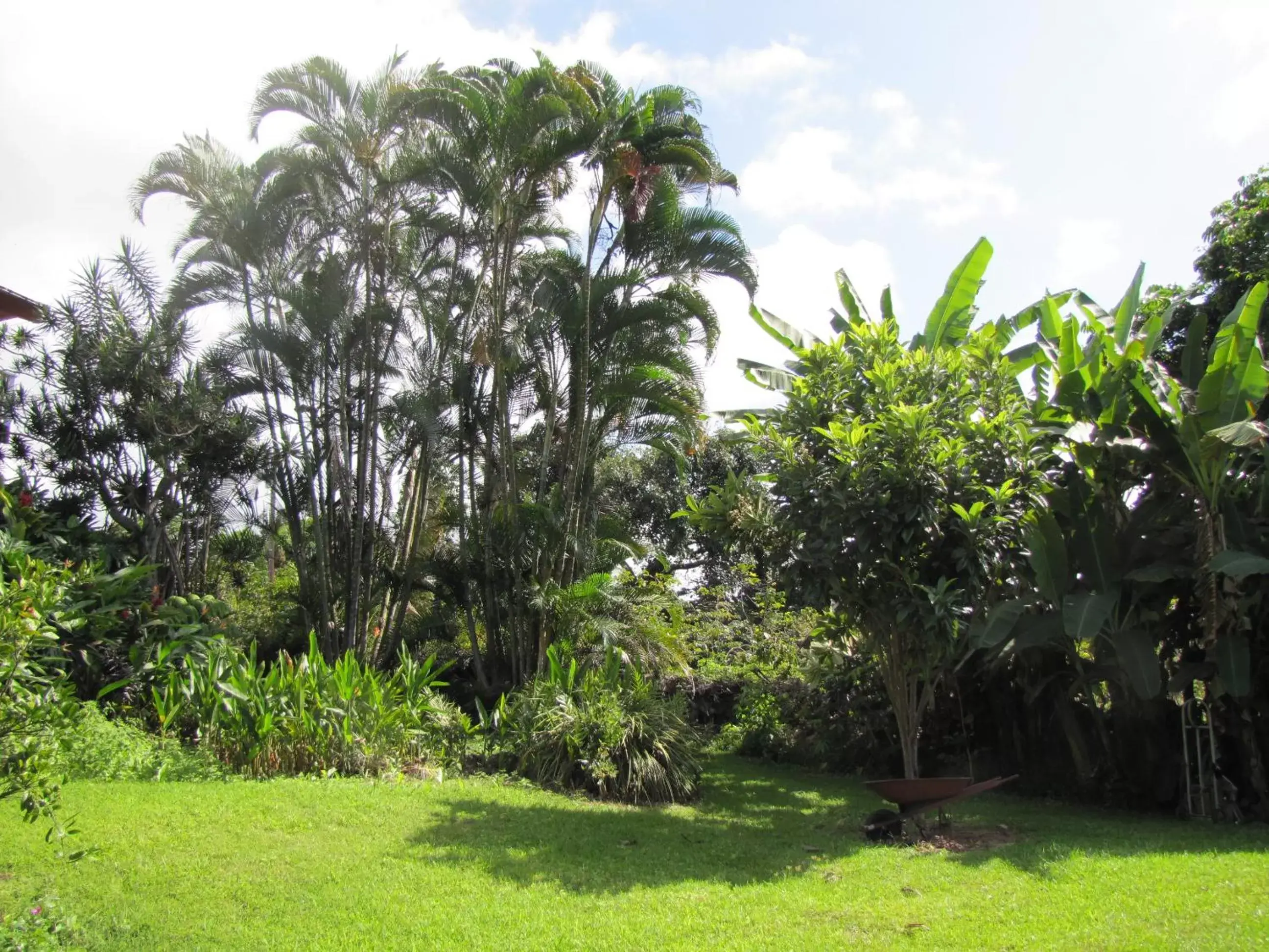 Garden in Coffee Garden