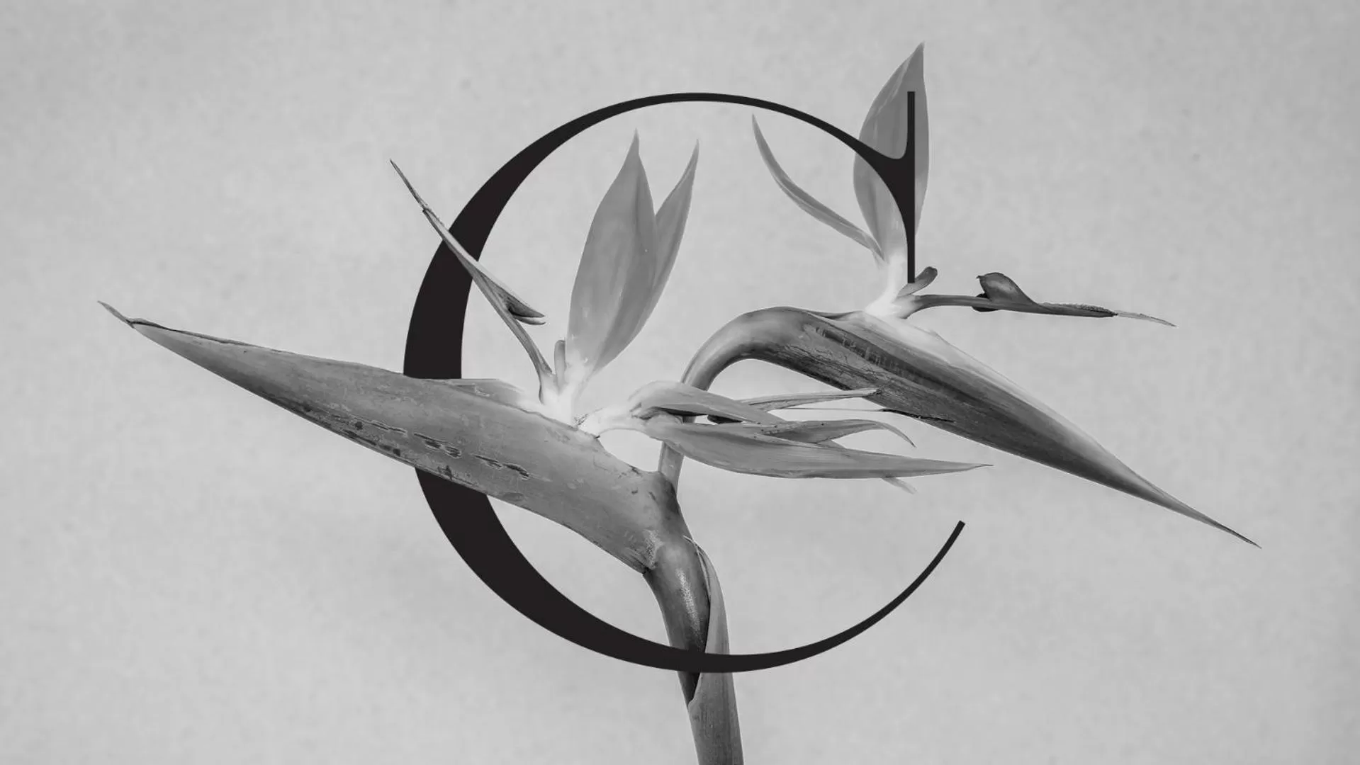 Property logo or sign, Other Animals in Casa de las Flores - Hotel Boutique Lanzarote