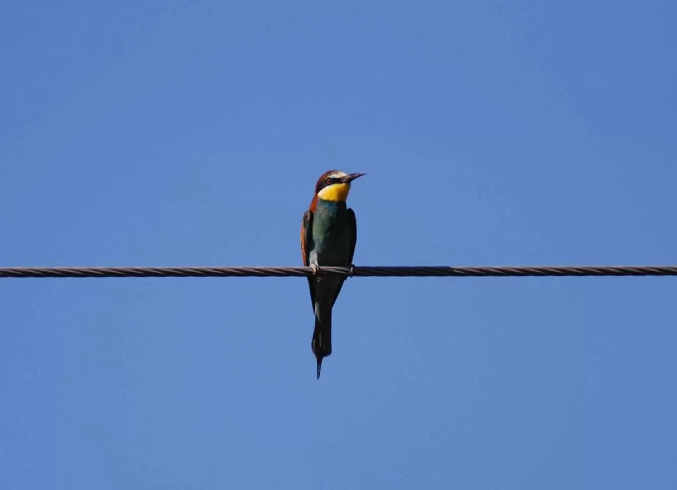 Animals in Alexandros Hotel