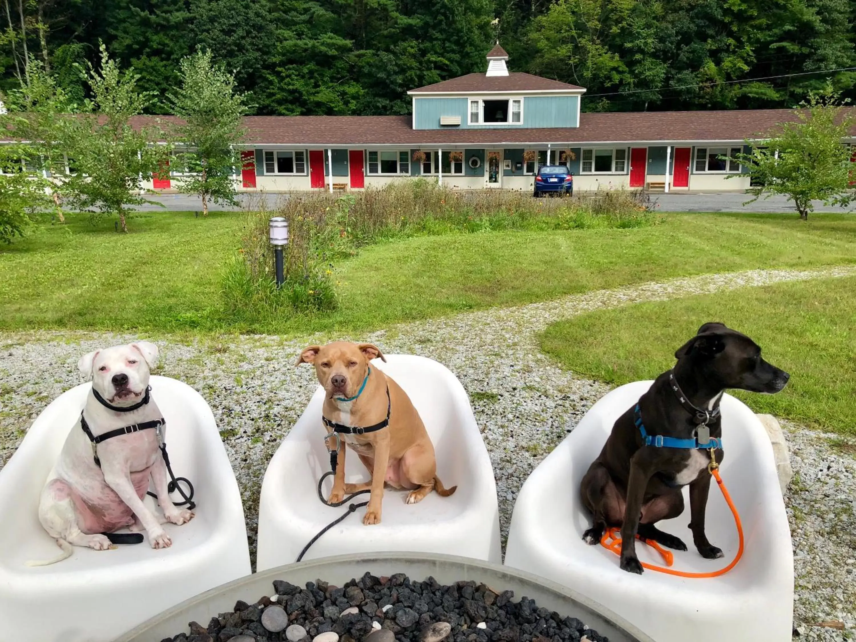 Pets in The Briarcliff Motel
