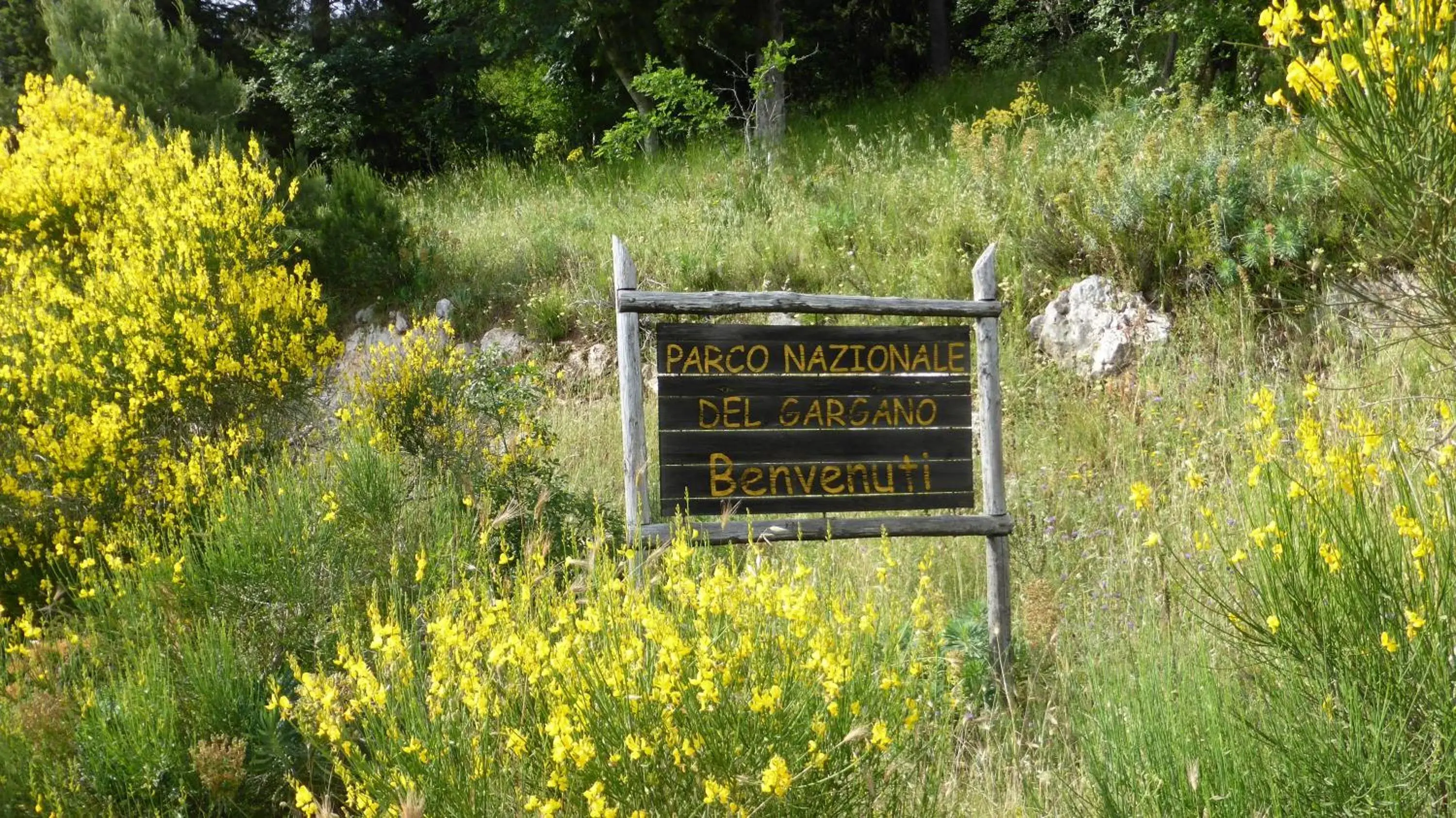 Natural landscape in Hotel Vittoria