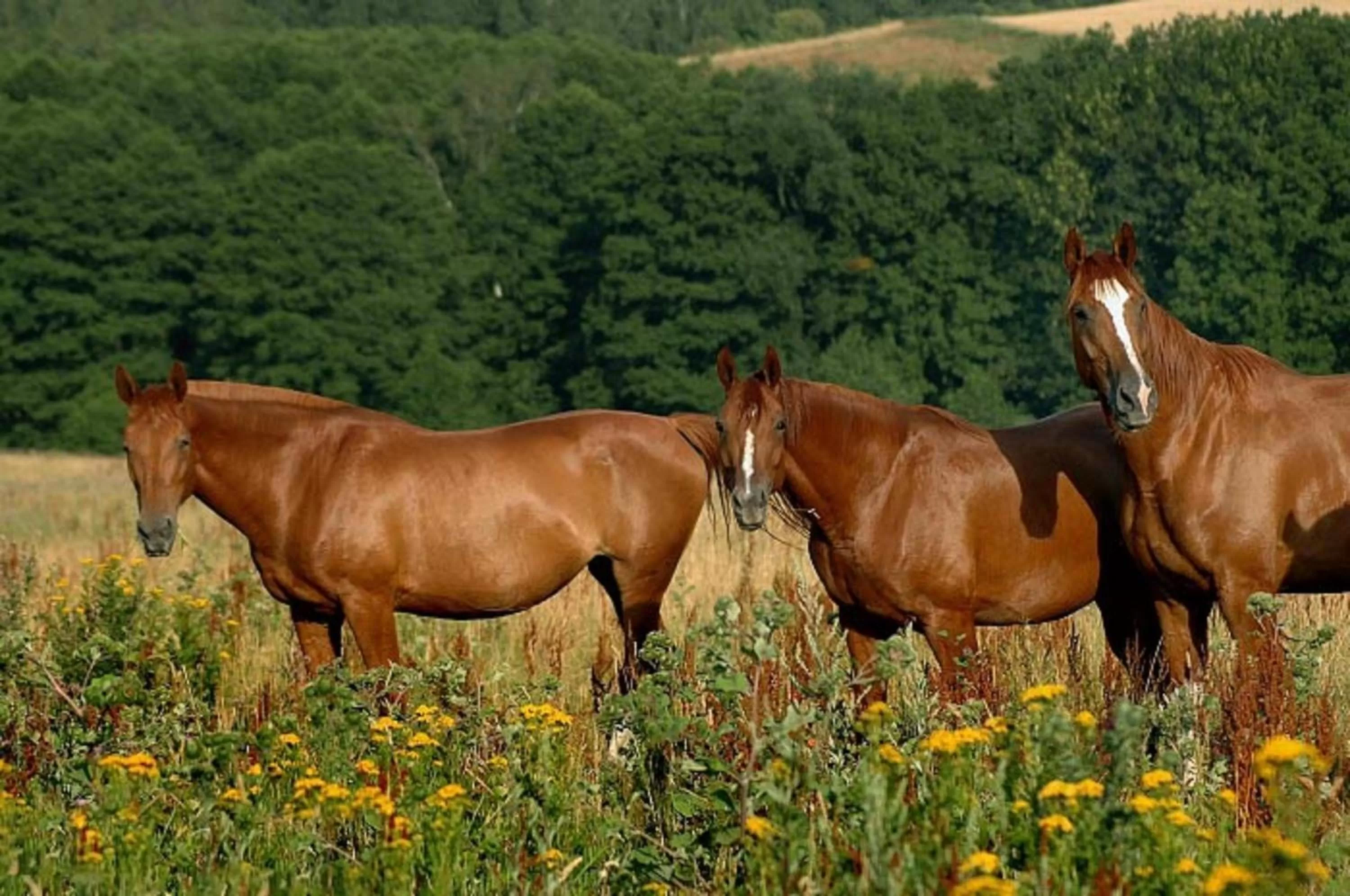 Animals in Hotel Farma Vysoká