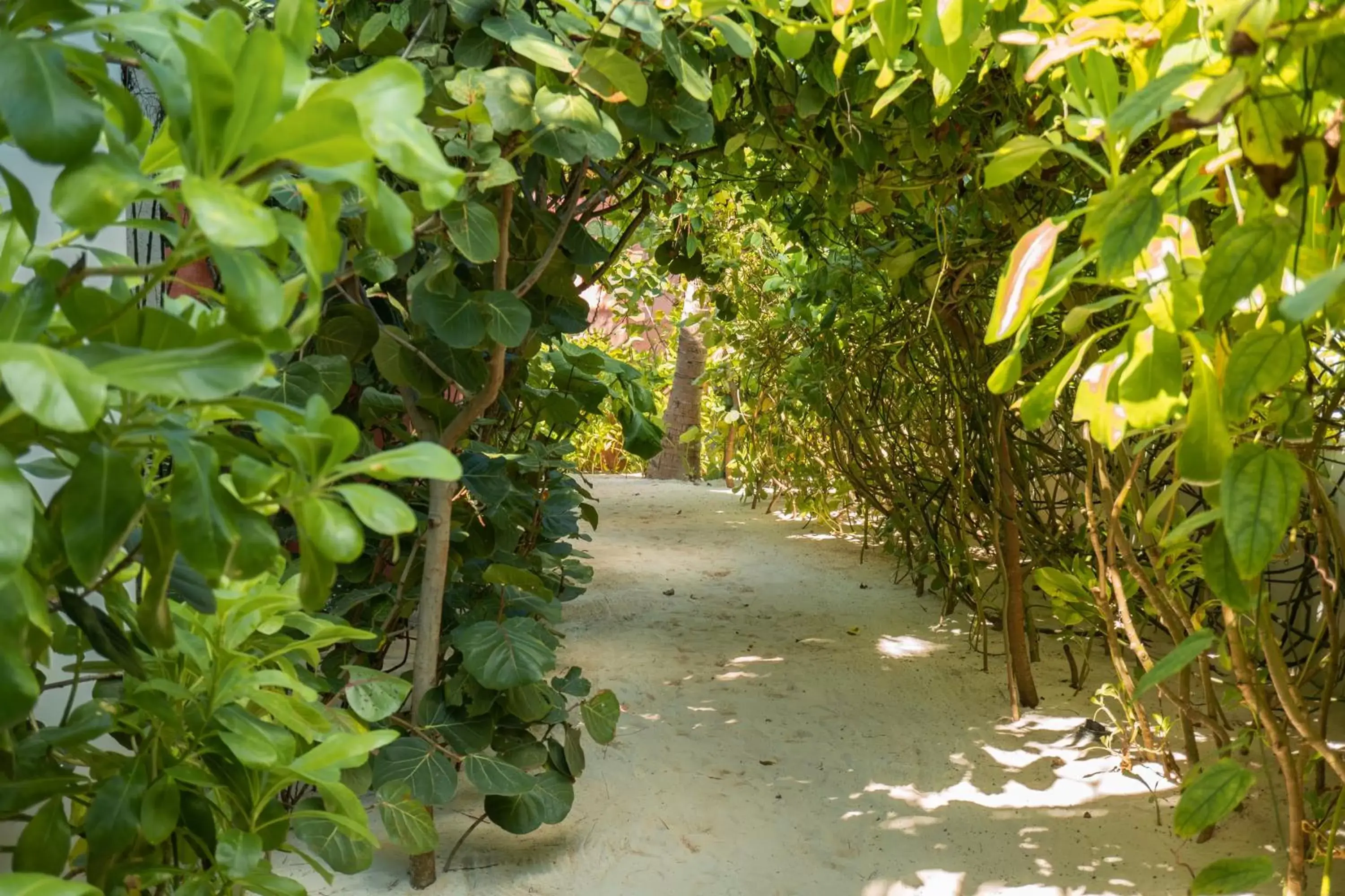 Natural landscape in Tago Tulum by G Hotels