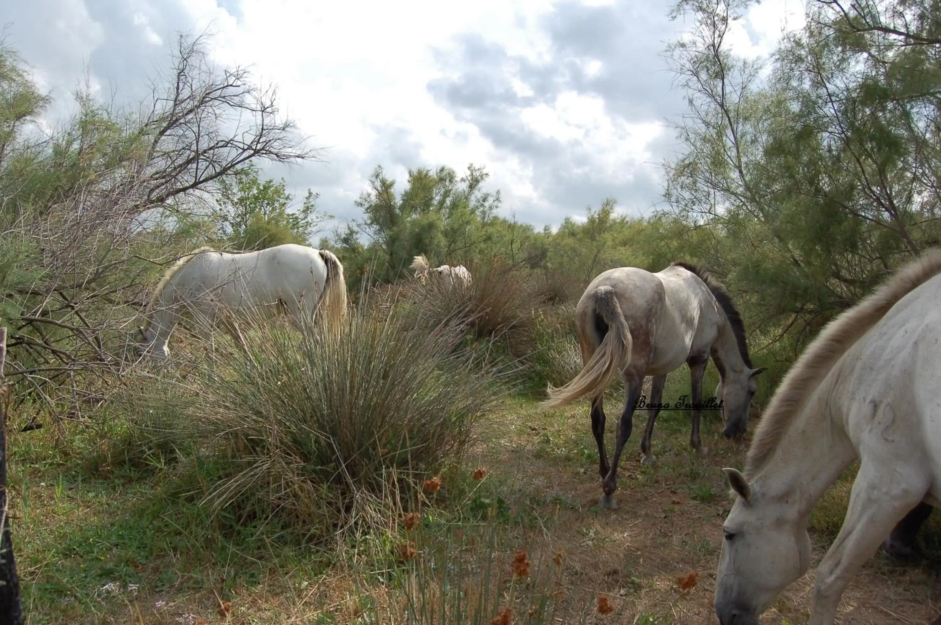 Area and facilities, Other Animals in Logis Le Cours