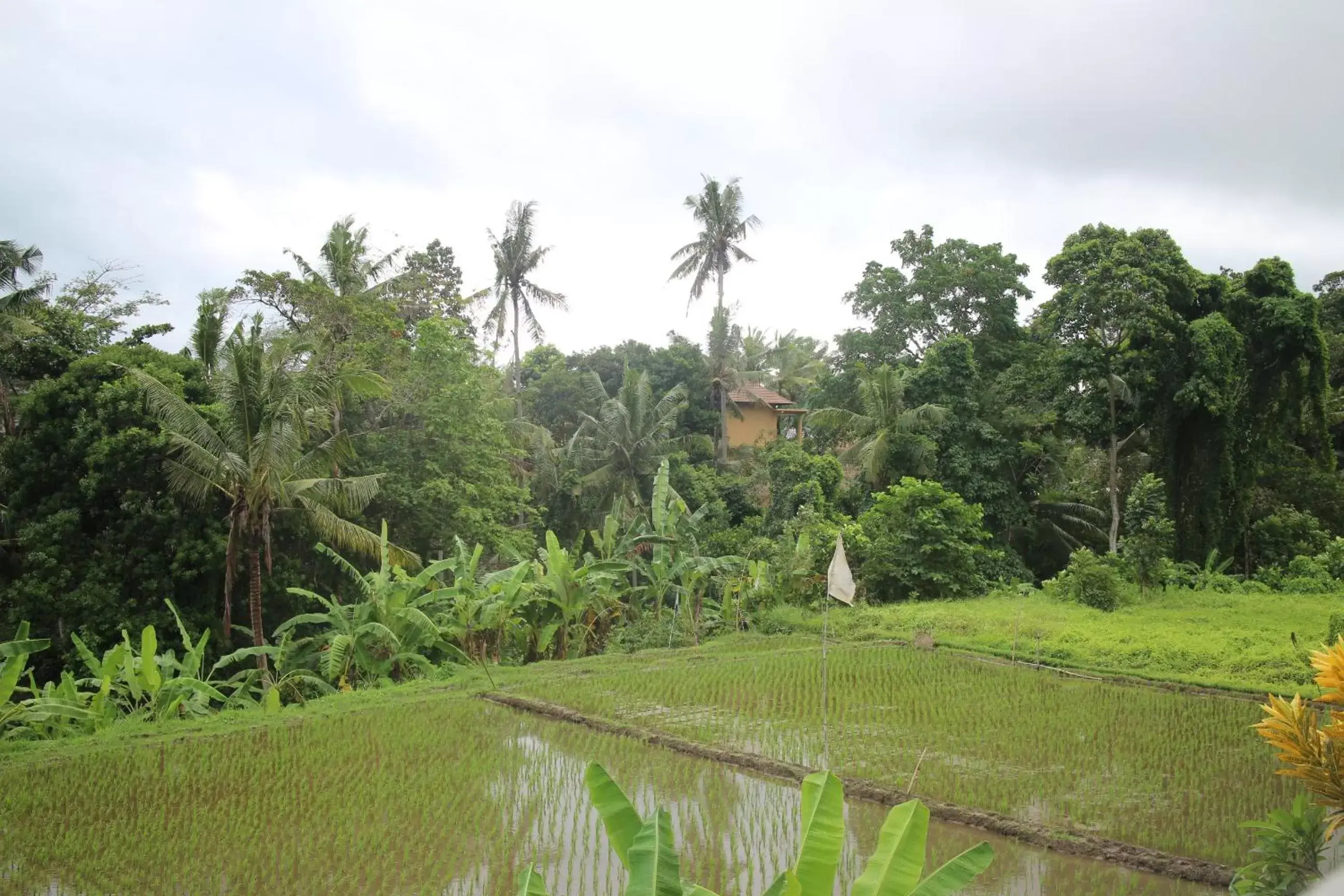 Neighbourhood, Garden in Ubud Sensasi Bungalow