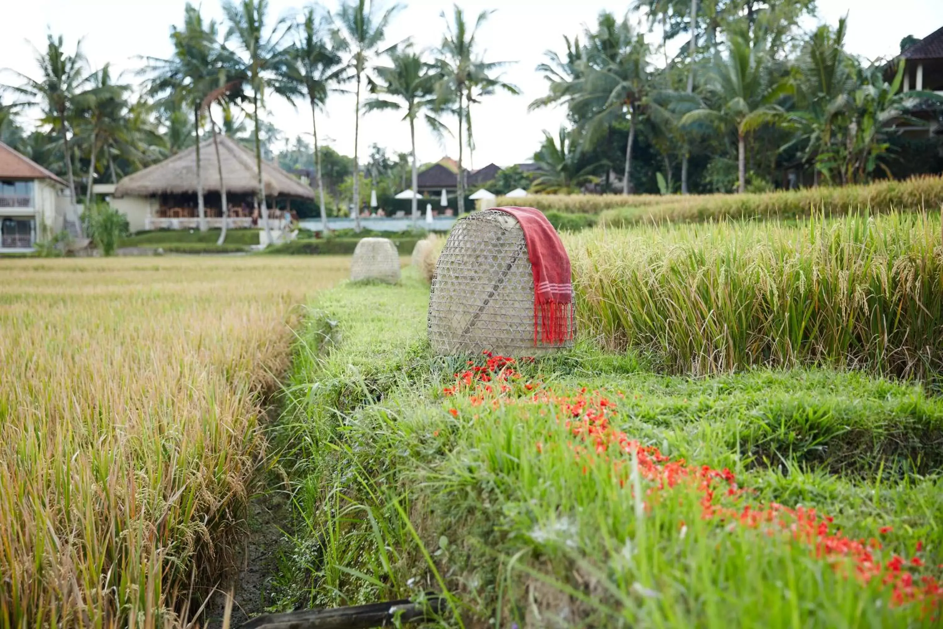 Natural landscape, Garden in MATHIS Retreat Ubud