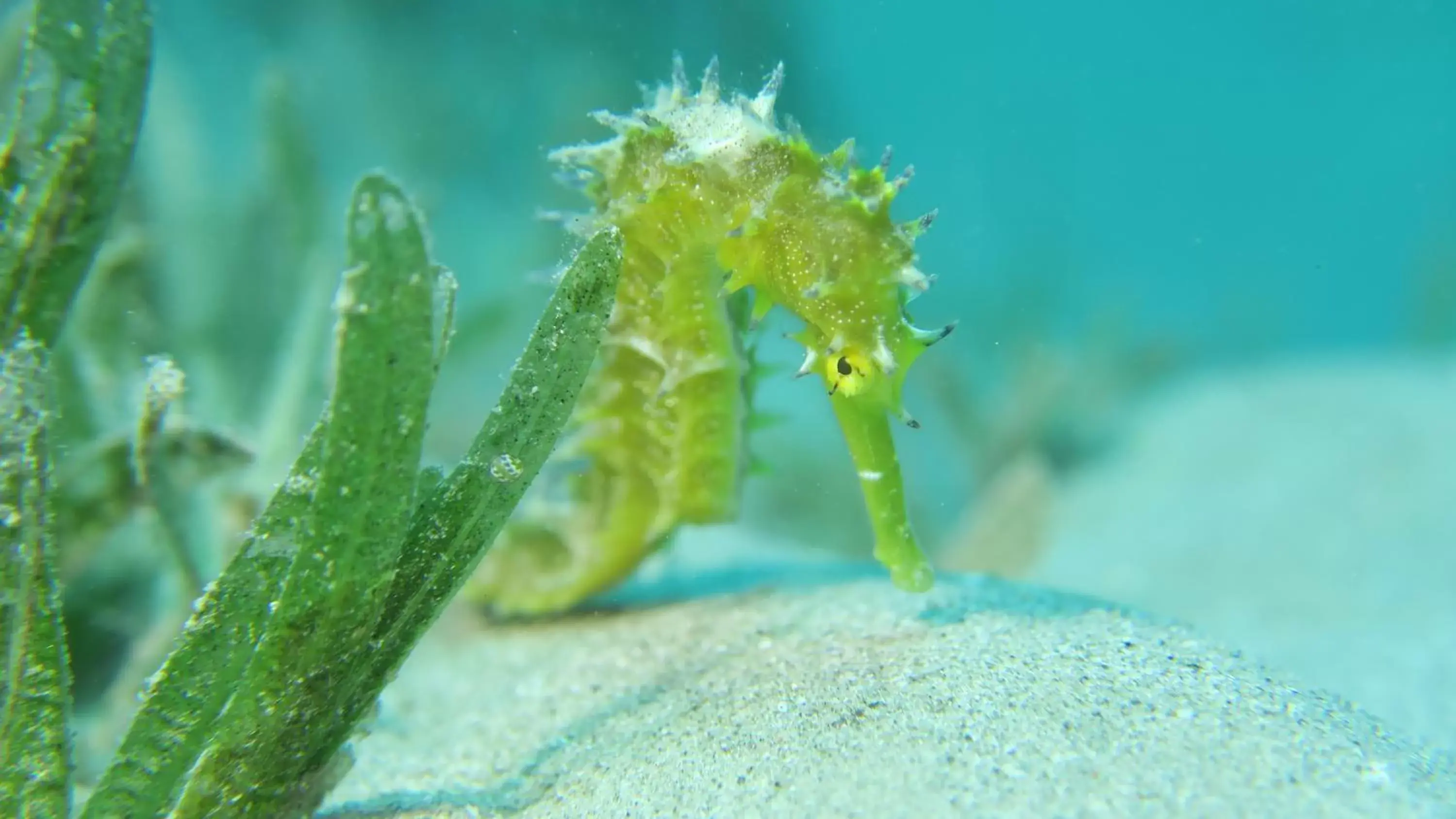 Snorkeling, Other Animals in Coral Sun Beach