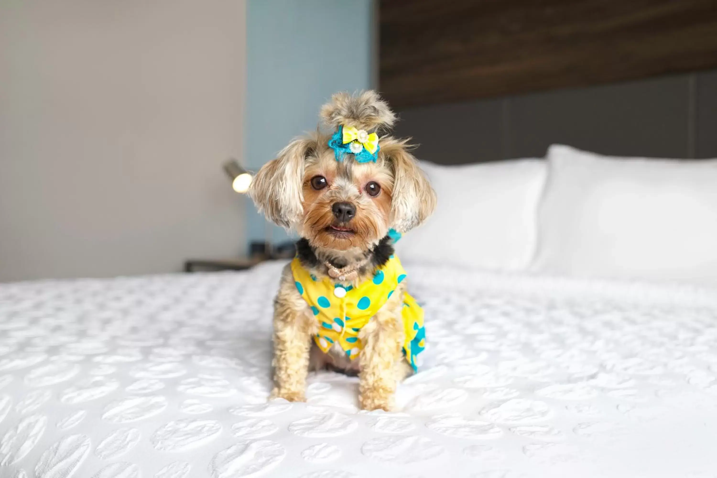 Pets in Tru By Hilton Toronto Airport West