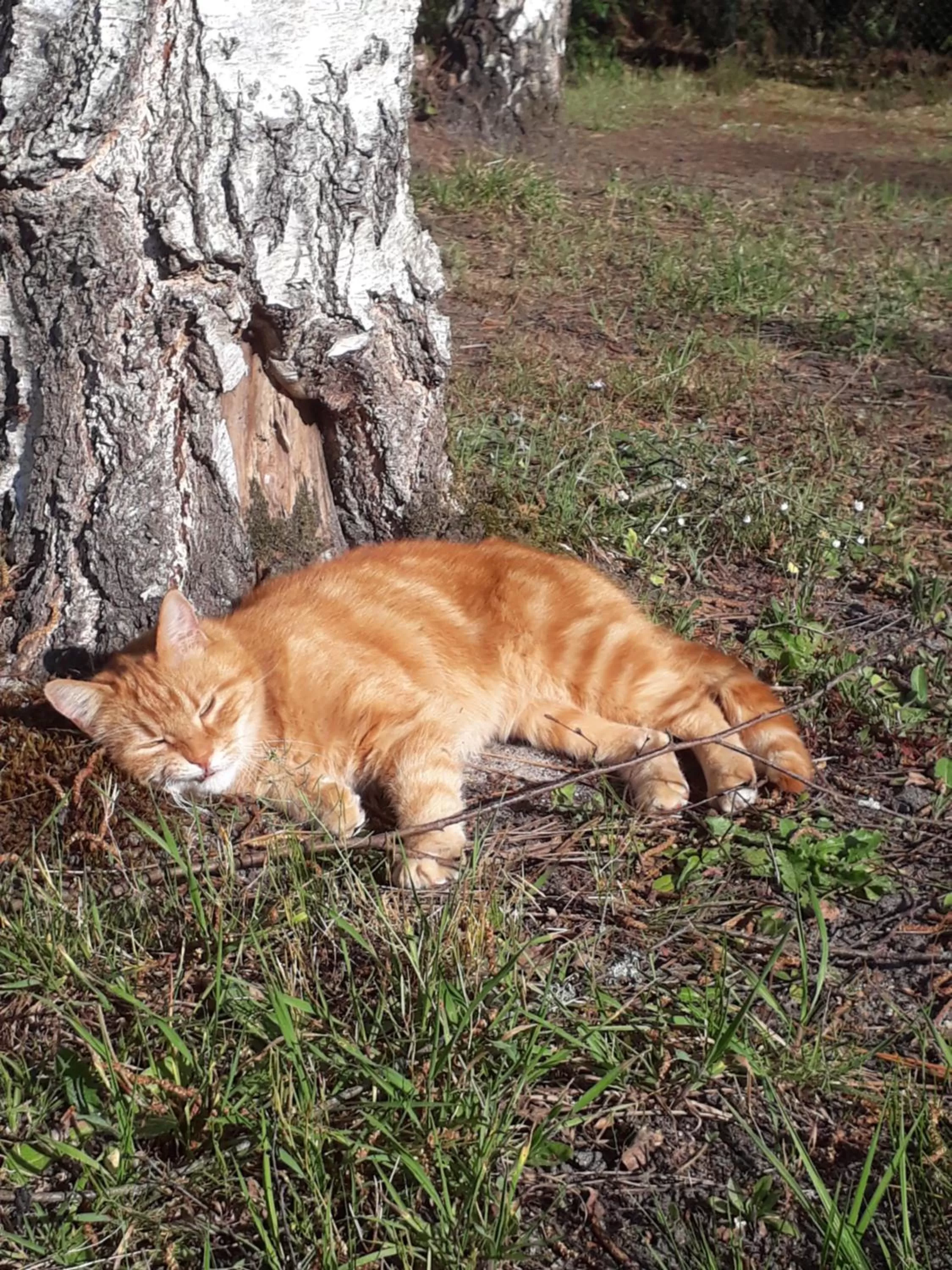Pets, Other Animals in B&B La Forêt de Charmeuse