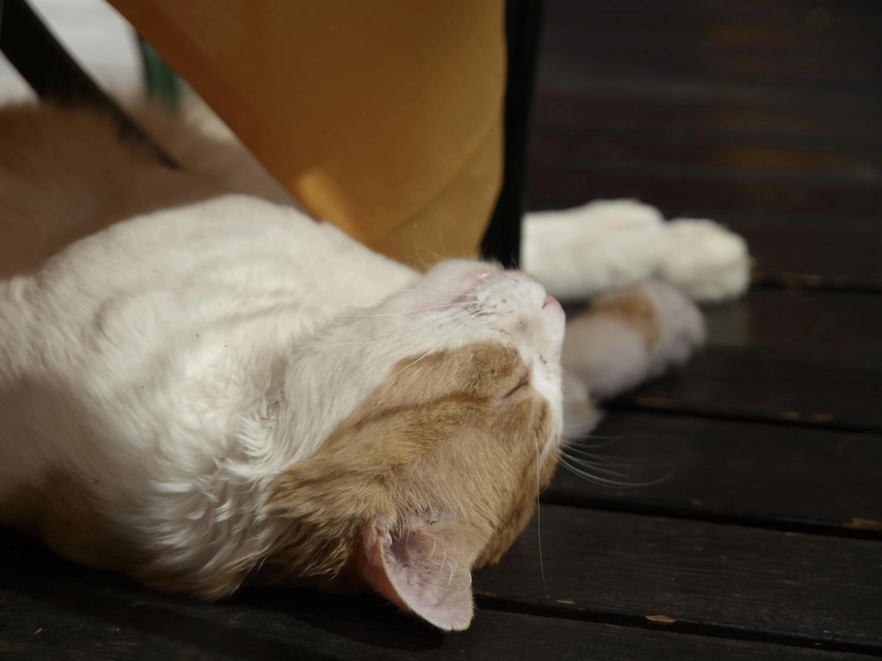 Pets in Hotel San Filis