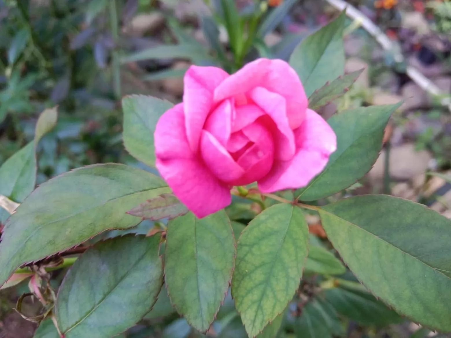 Tree Tops River Huts