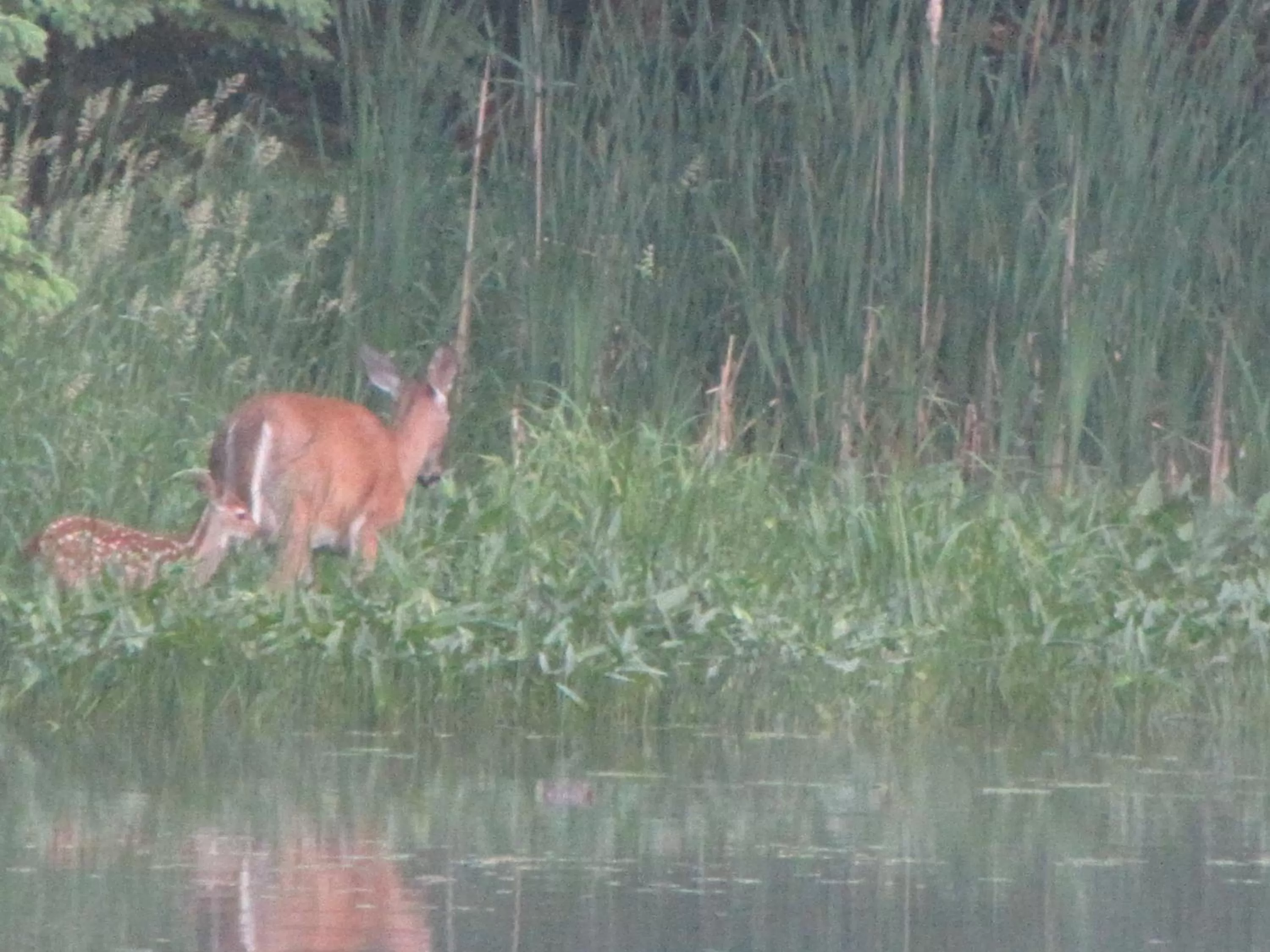 Animals, Other Animals in Shambhala Bed and Breakfast