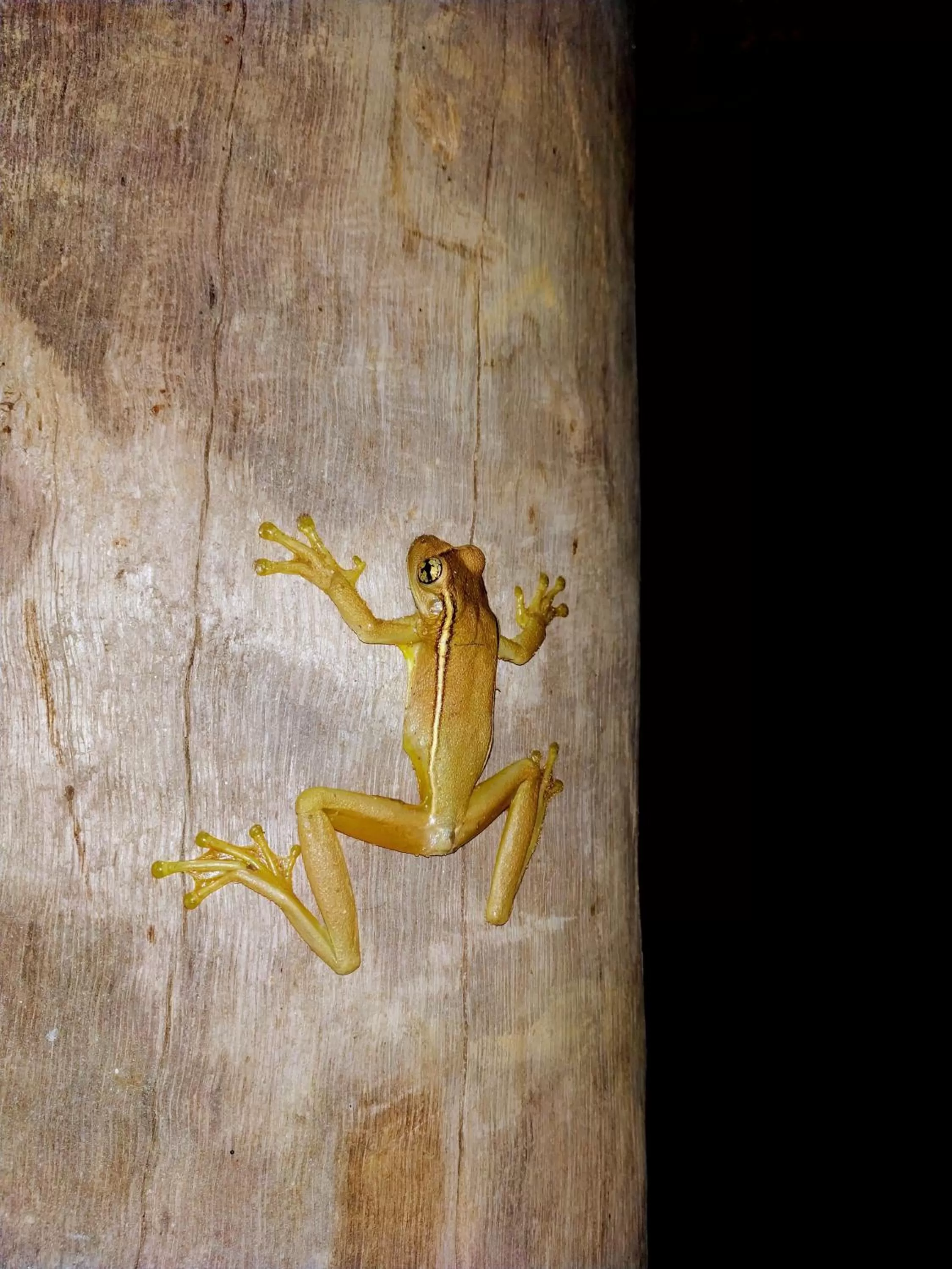 Animals in Sitio Simple Life