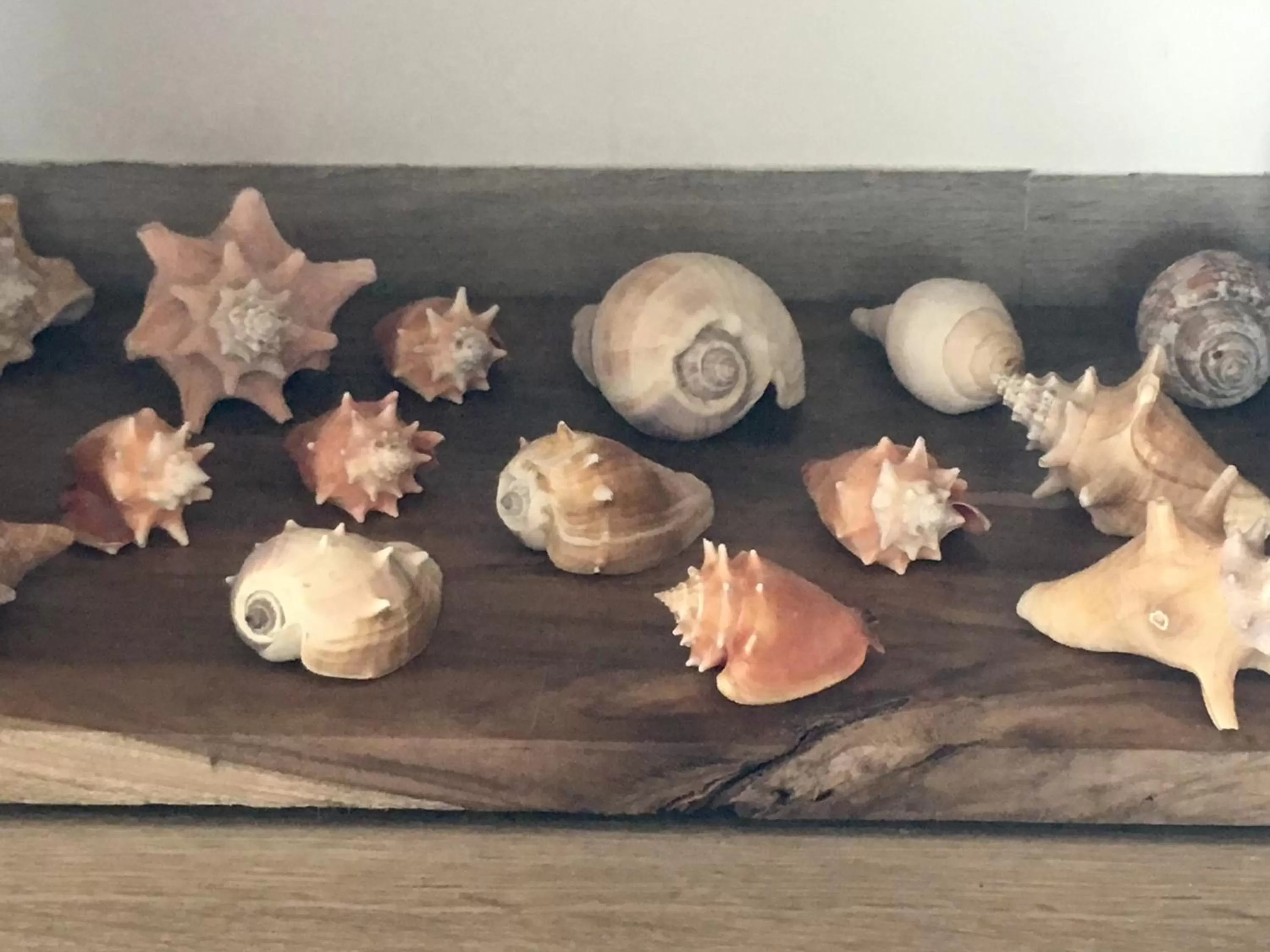 Decorative detail in Hotel La Caracola