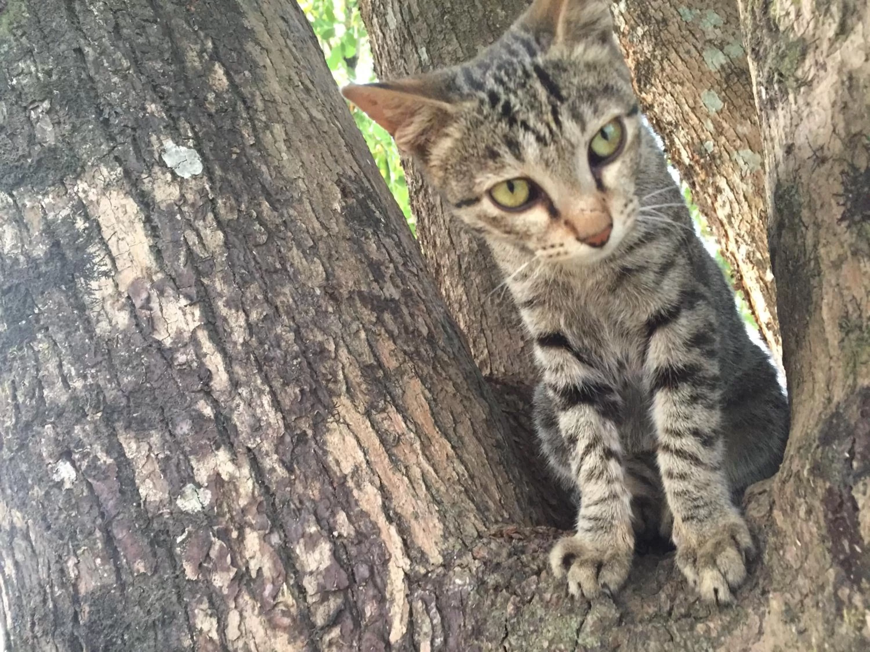 Pets in Dinesh House